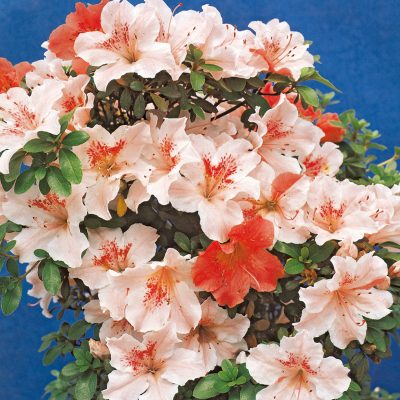 さつき花辞典：華宝 ｜ さつき盆栽春夏秋冬