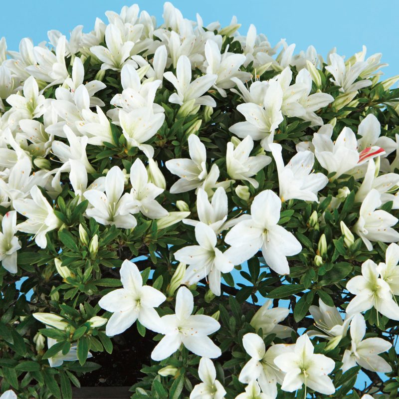 ★　皐月　浮雲の月　★