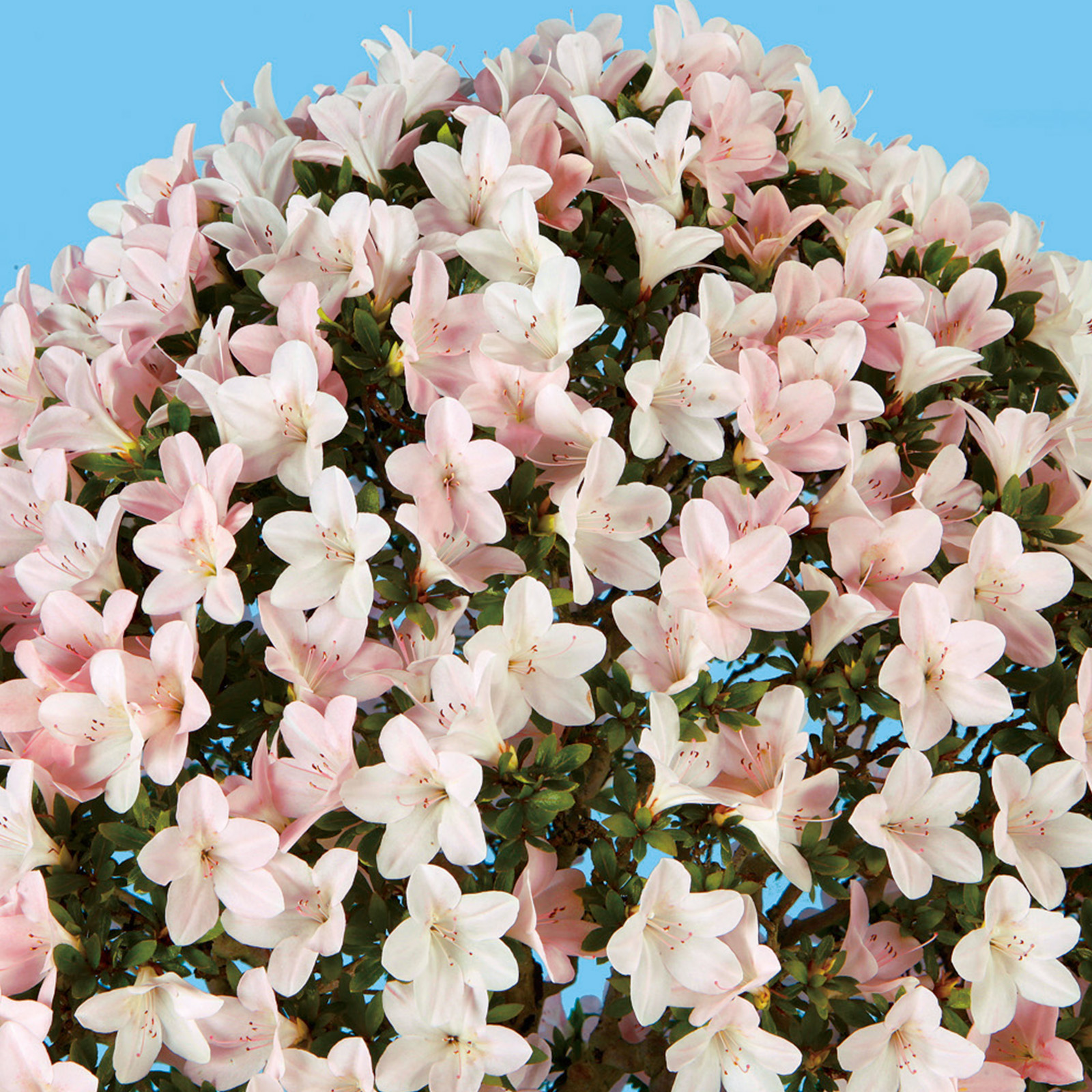 さつき盆栽〈歩夢〉 さつき盆栽〈歩夢〉