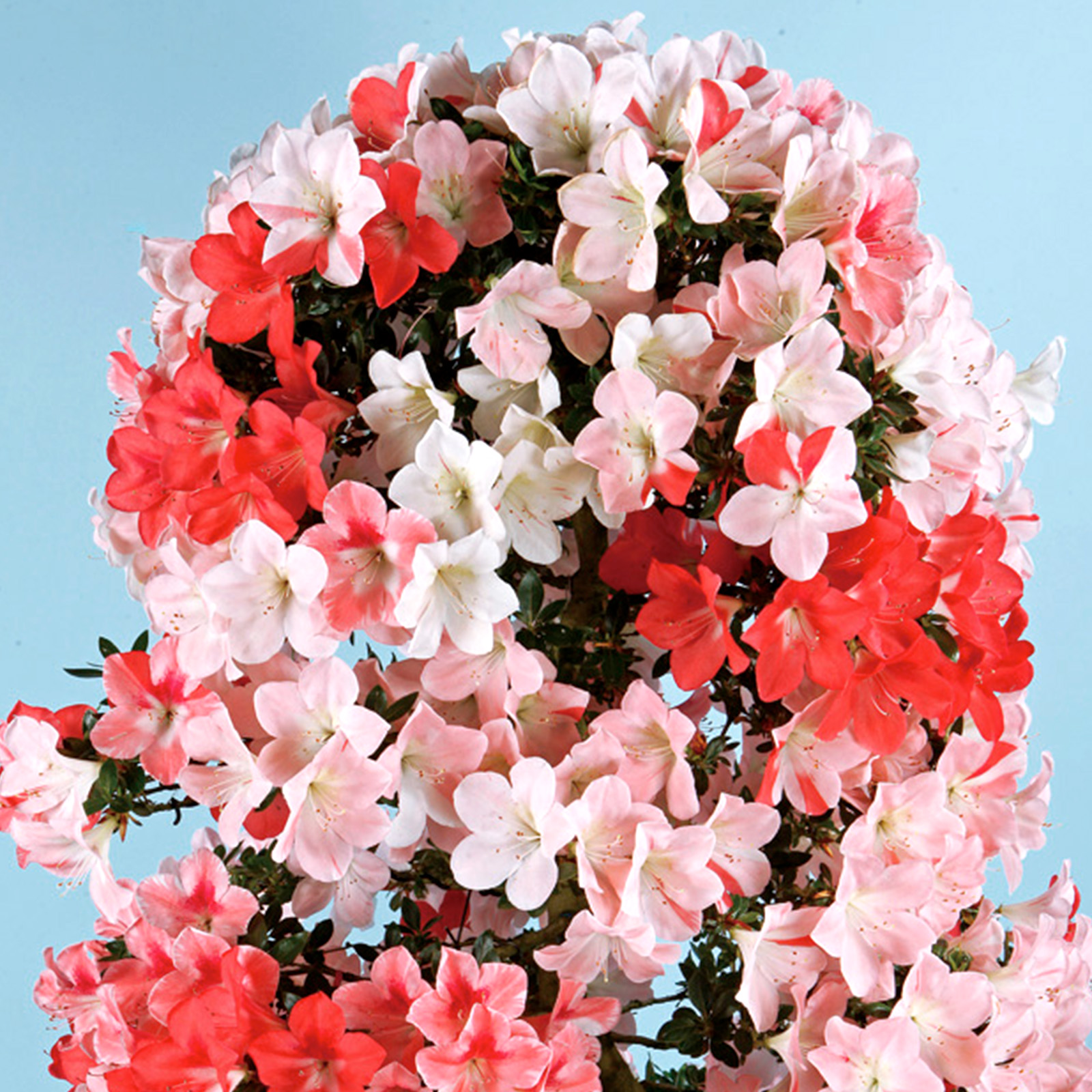 さつき花辞典：愛花 ｜ さつき盆栽春夏秋冬