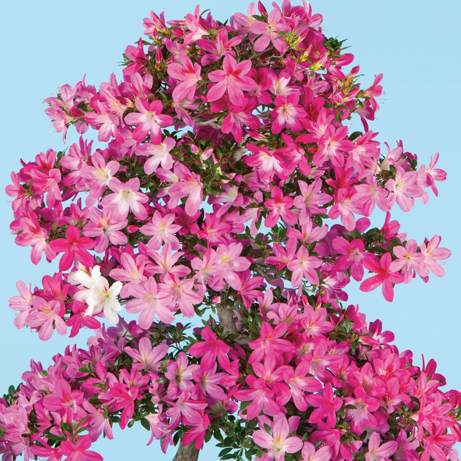 さつき花辞典：飛鳥の誉 ｜ さつき盆栽春夏秋冬