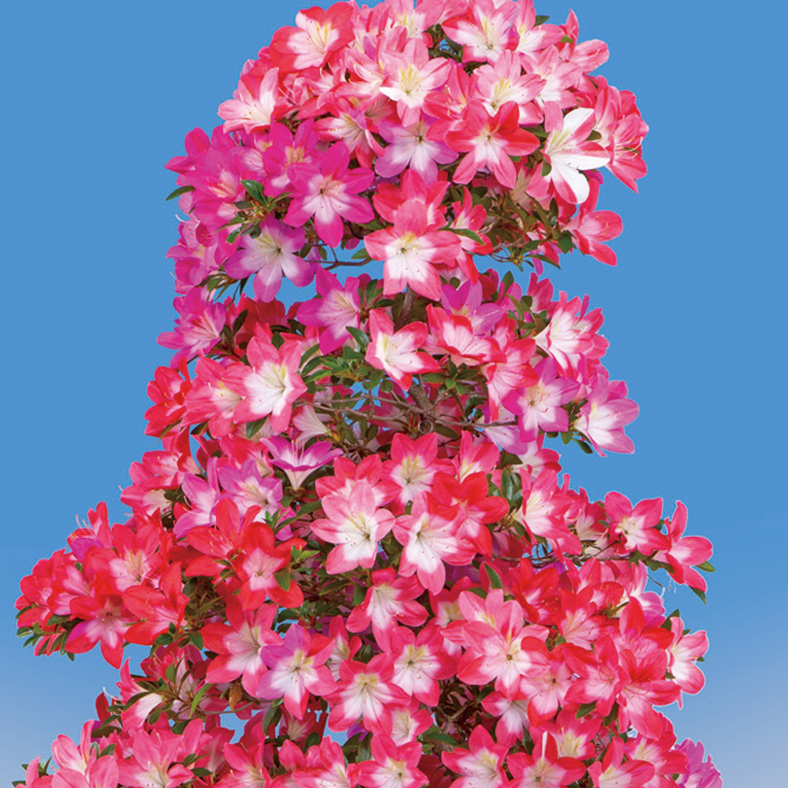 皐月さつき盆栽　【飛鳥美人 あすかびじん】 さつき花辞典：飛鳥美人 ｜ さつき盆栽春夏秋冬