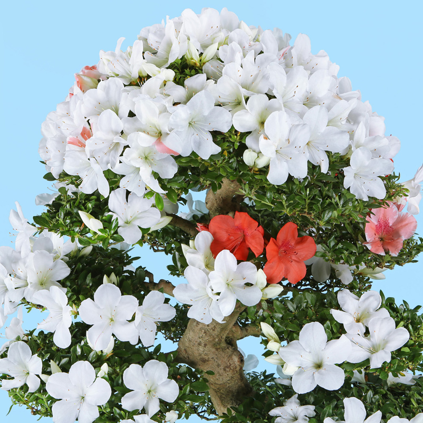 さつき花辞典：華山 ｜ さつき盆栽春夏秋冬