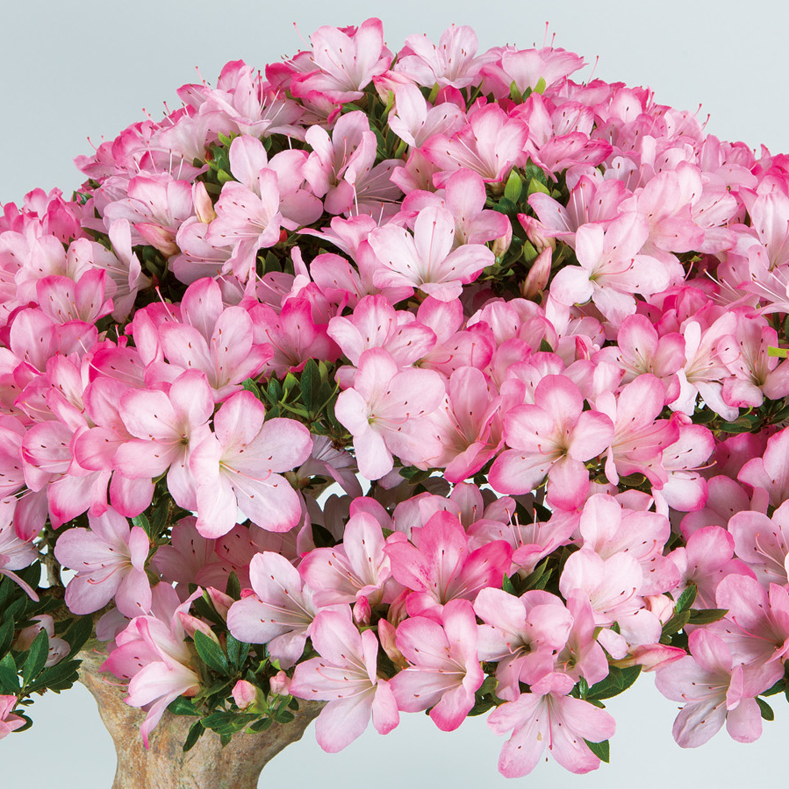 さつき花辞典：貴公子 ｜ さつき盆栽春夏秋冬