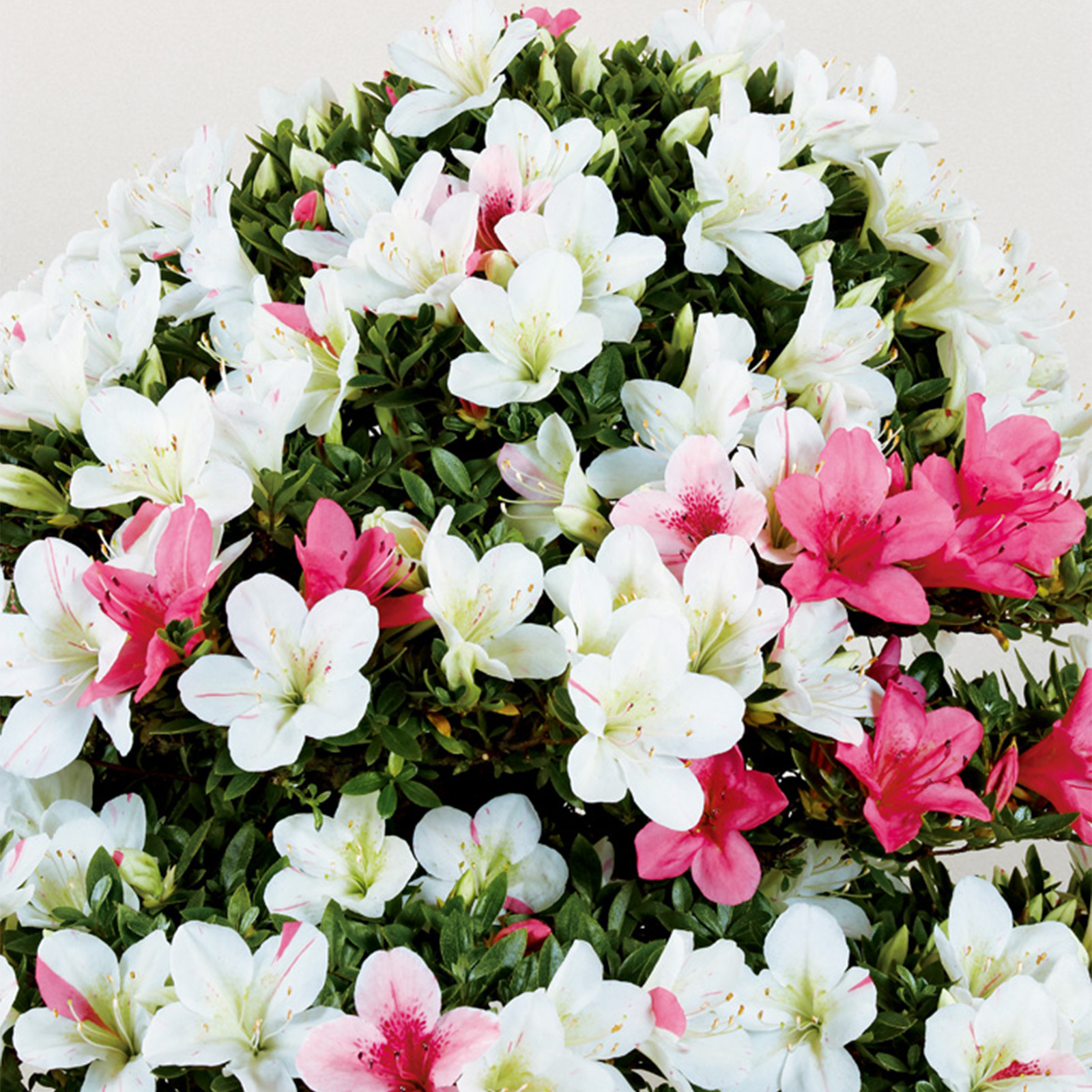 さつき花辞典：貴婦人 ｜ さつき盆栽春夏秋冬