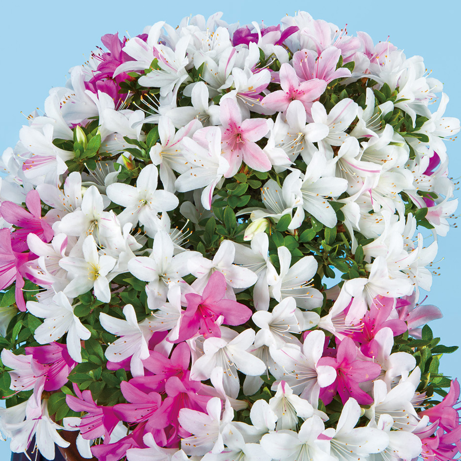 皐月盆栽「千代の光」 ちよのひかり_千代の光.jpg