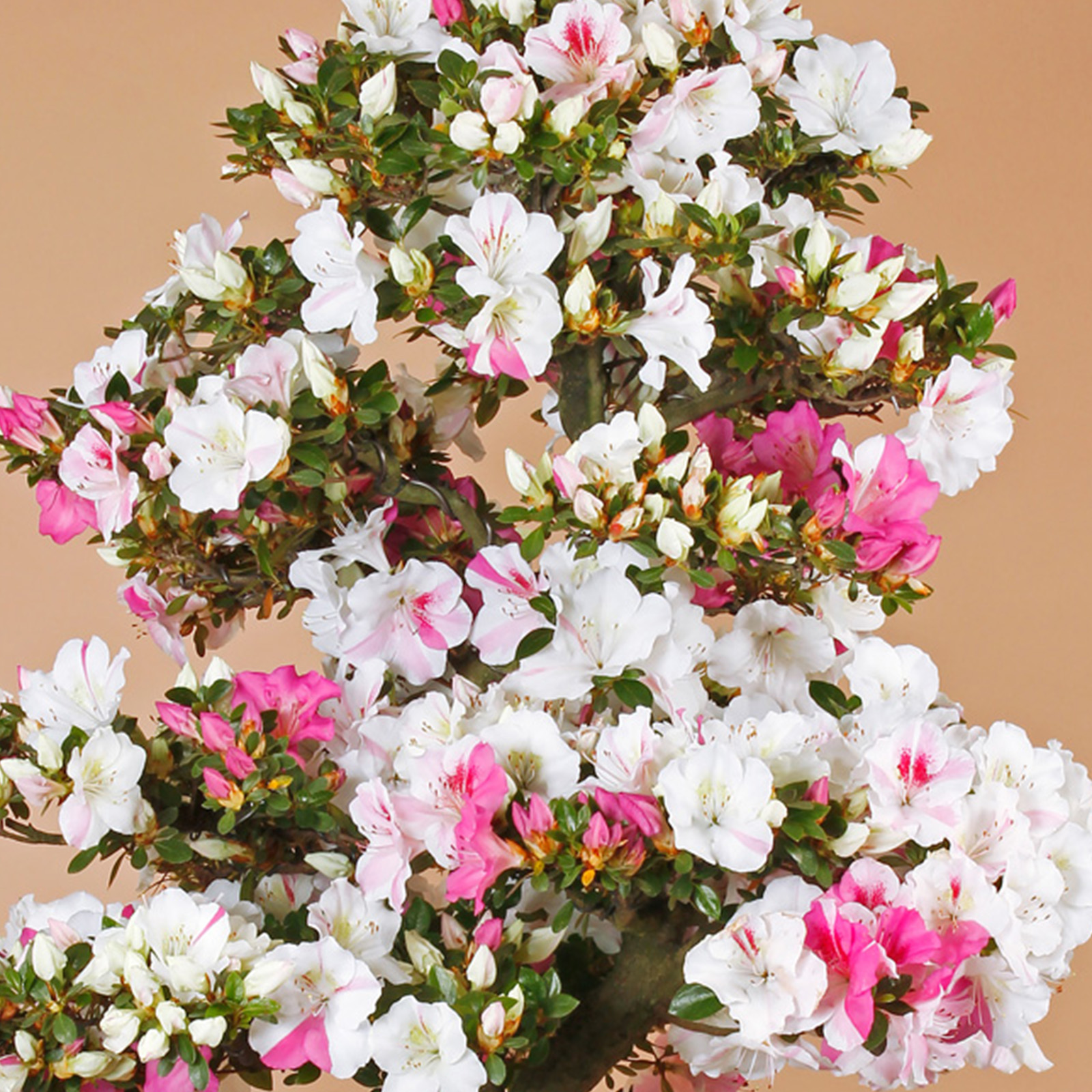 皐月盆栽光琳 しする ピンクの花 根の太さ約10センチ位