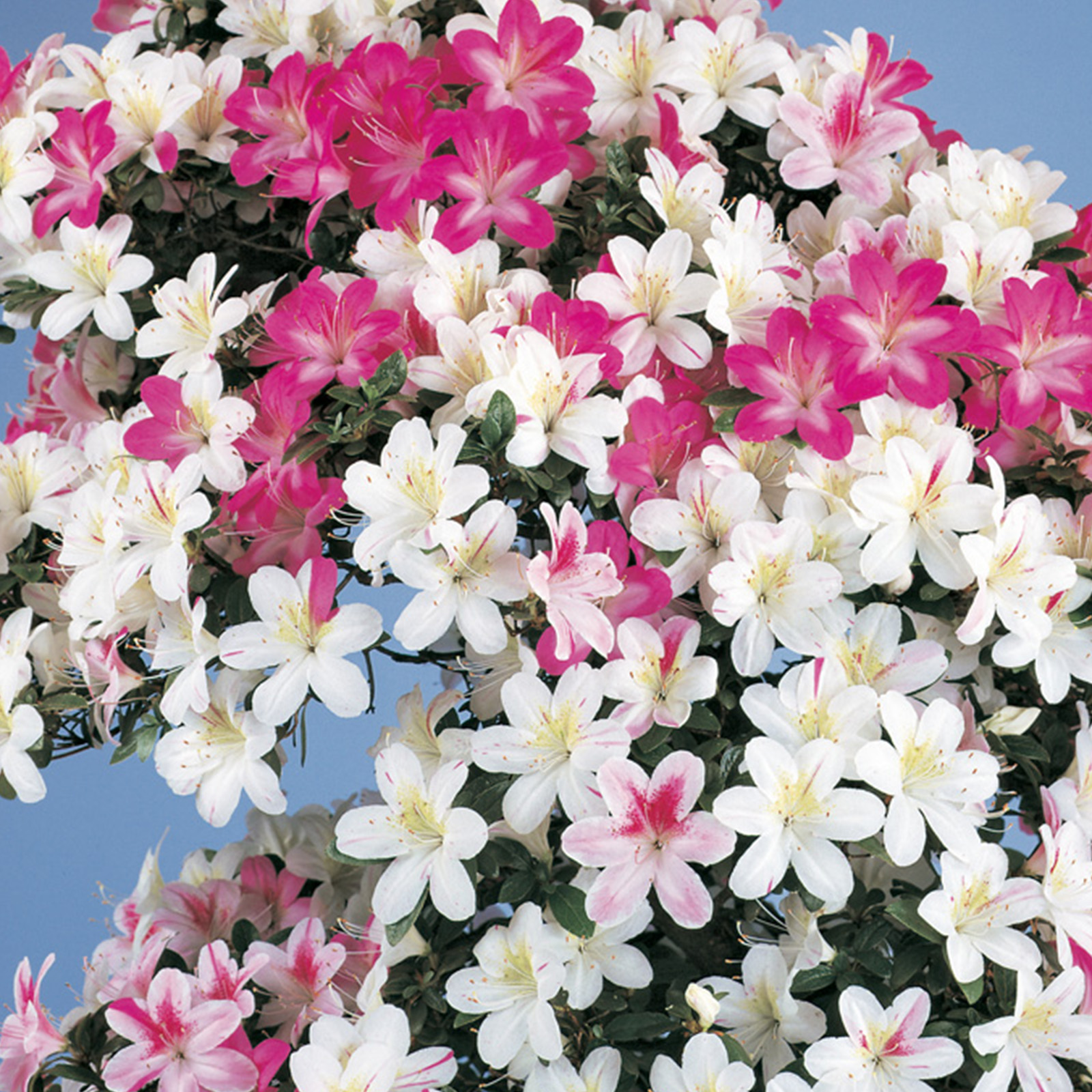 現代季節料理全集（春、夏、秋、冬、花） さつき春夏秋冬とは？ ｜ さつき盆栽春夏秋冬