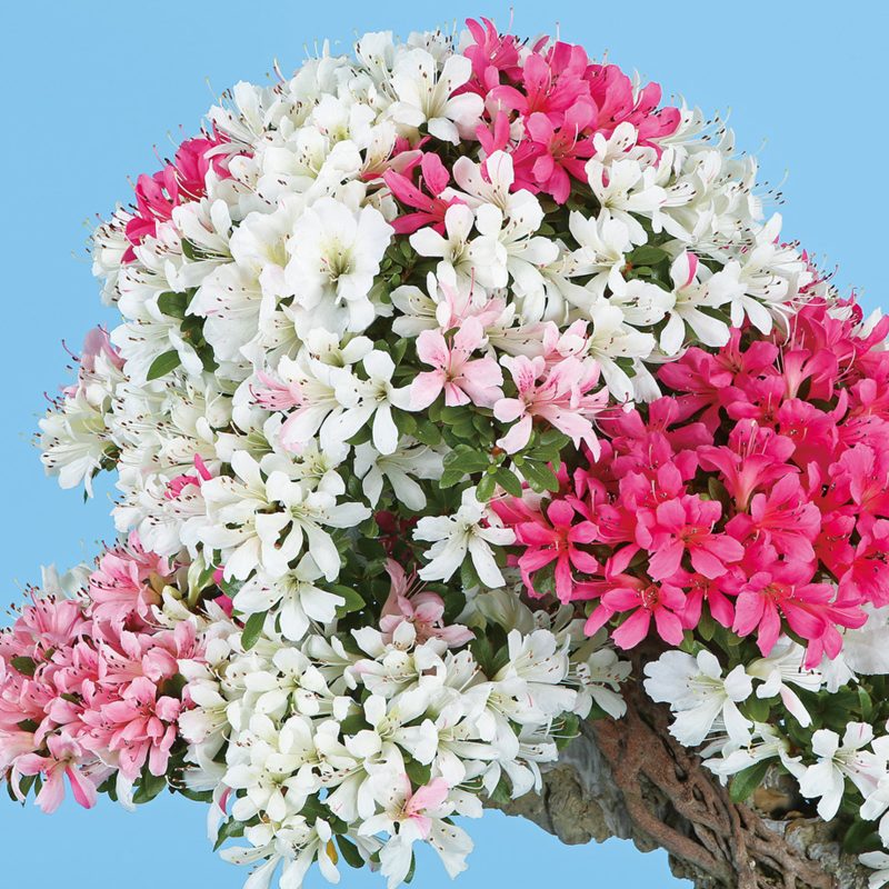 さつき花辞典：華宝の光 ｜ さつき盆栽春夏秋冬
