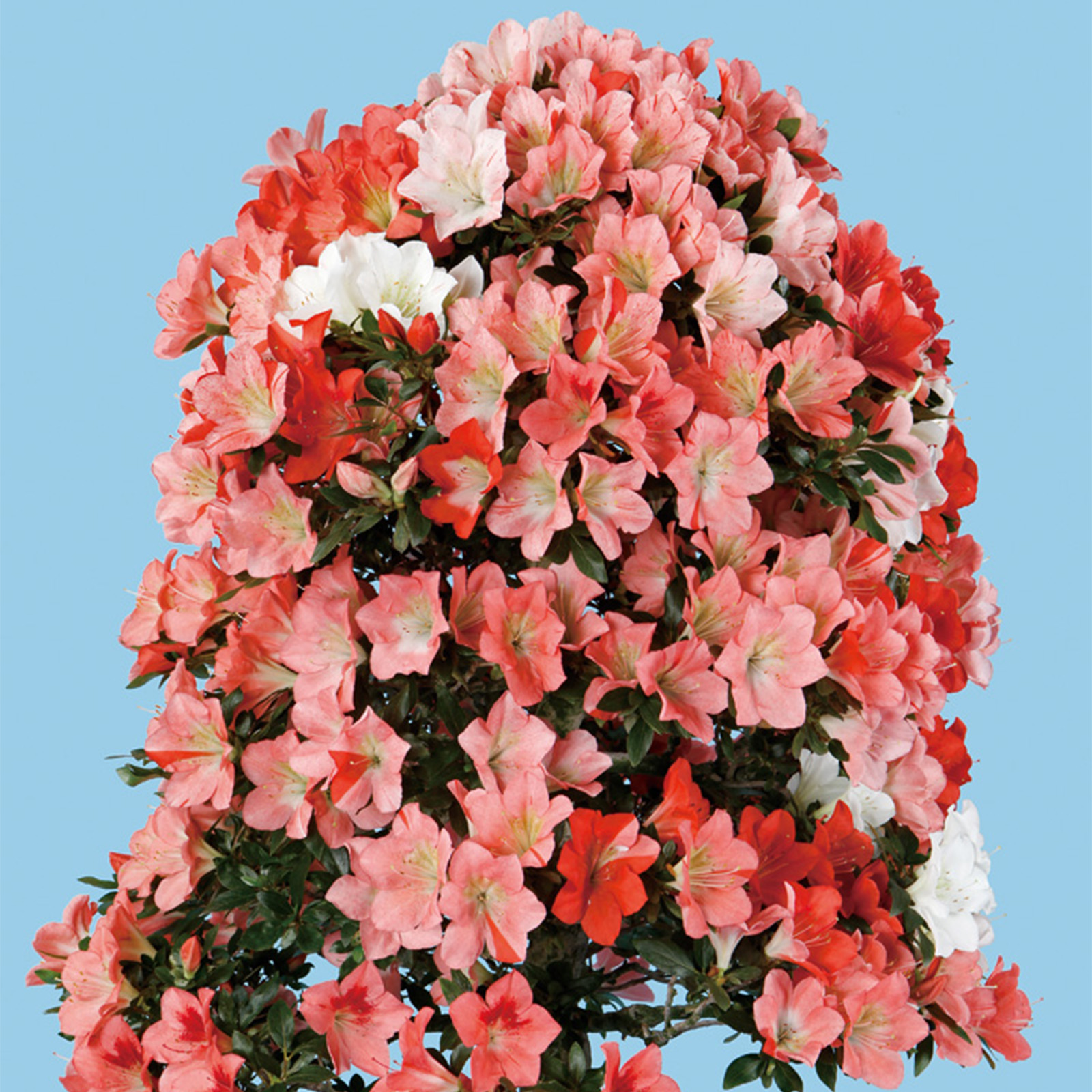 ●古い更紗●木綿●梅花：菊花：蝶●風合い抜群●古裂●和更紗●約48.5cm×43cm●　 生紬地染名古屋帯 立付菊橘垣に菊 - 00561801 - TACHIBANA