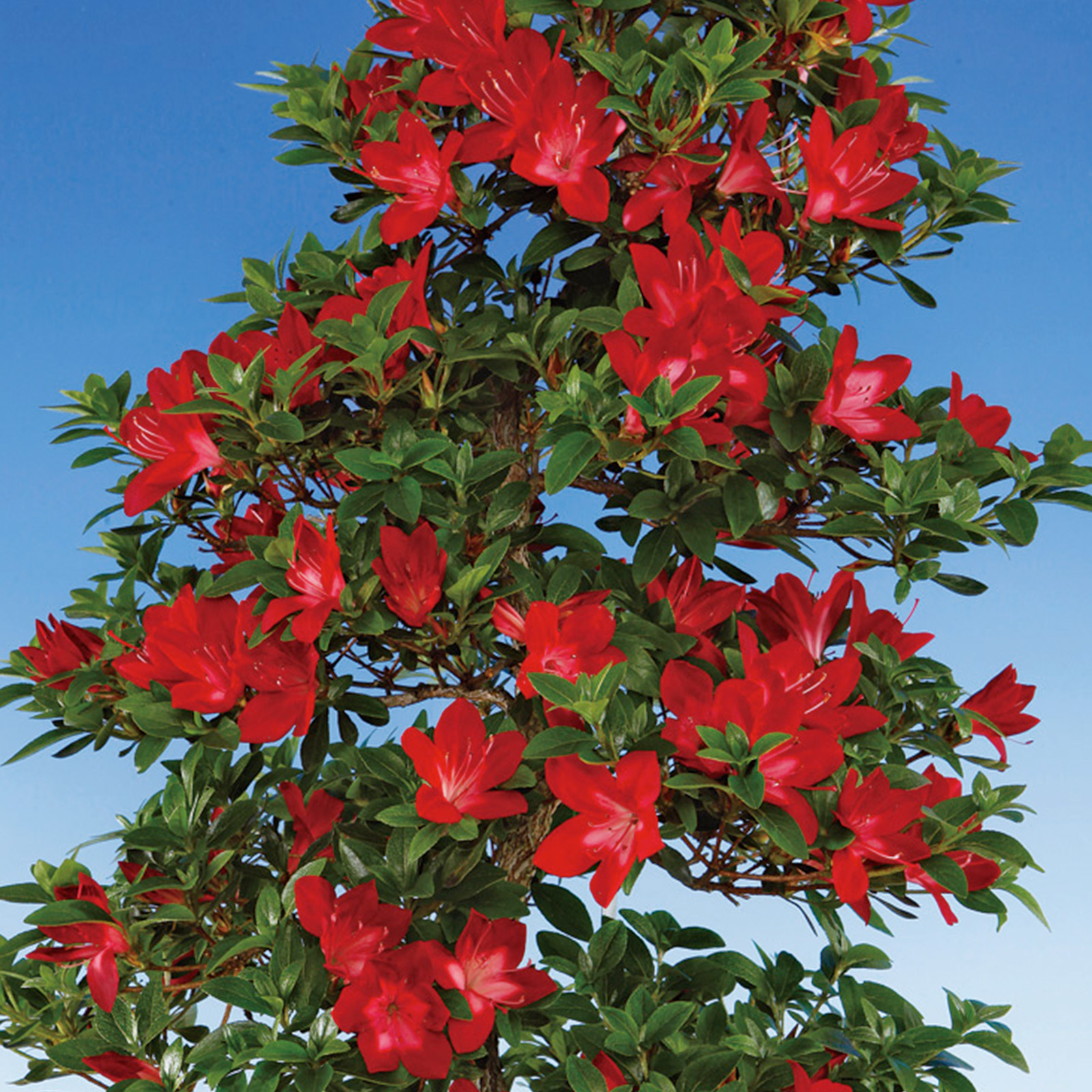 さつき盆栽(黒紅の月) 人気品種 手入れ済 さつき花辞典：黒紅の