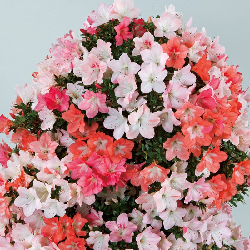 さつき盆栽　　◆三楽　若恵比須の自然実生　花ほぼ終わり◆　鉢　２８ｃｍ　　 さつき盆栽 ◇三楽 若恵比須の自然実生 花ほぼ終わり◇ 鉢 ２８ｃｍ