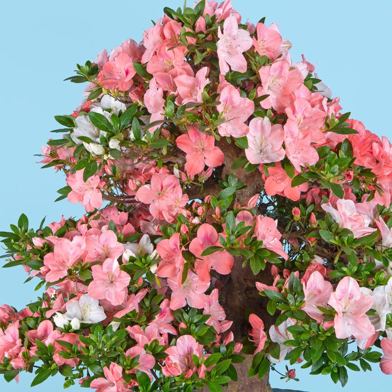 さつき花辞典：朱鷺 ｜ さつき盆栽春夏秋冬