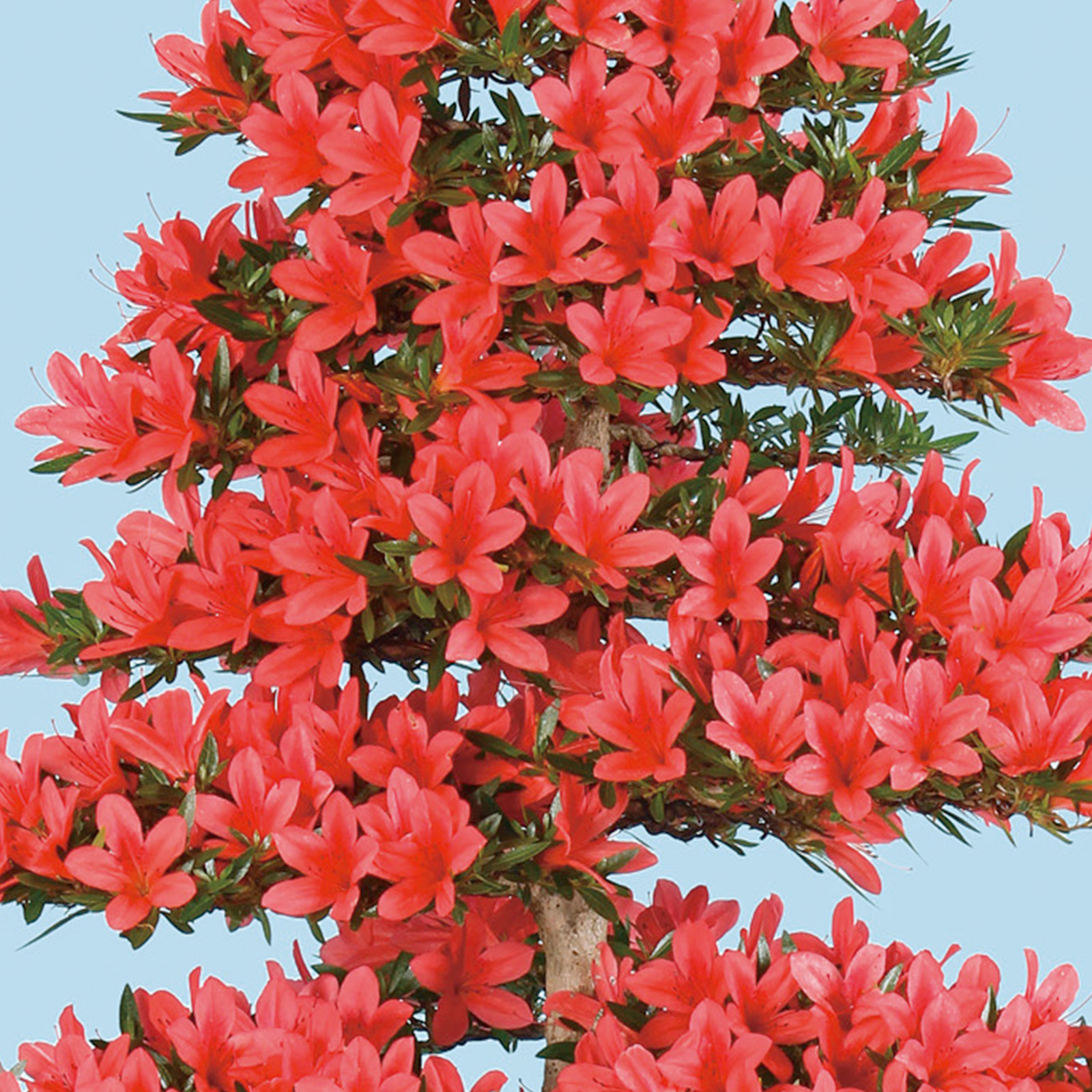 さつき花辞典：緋光琳 ｜ さつき盆栽春夏秋冬