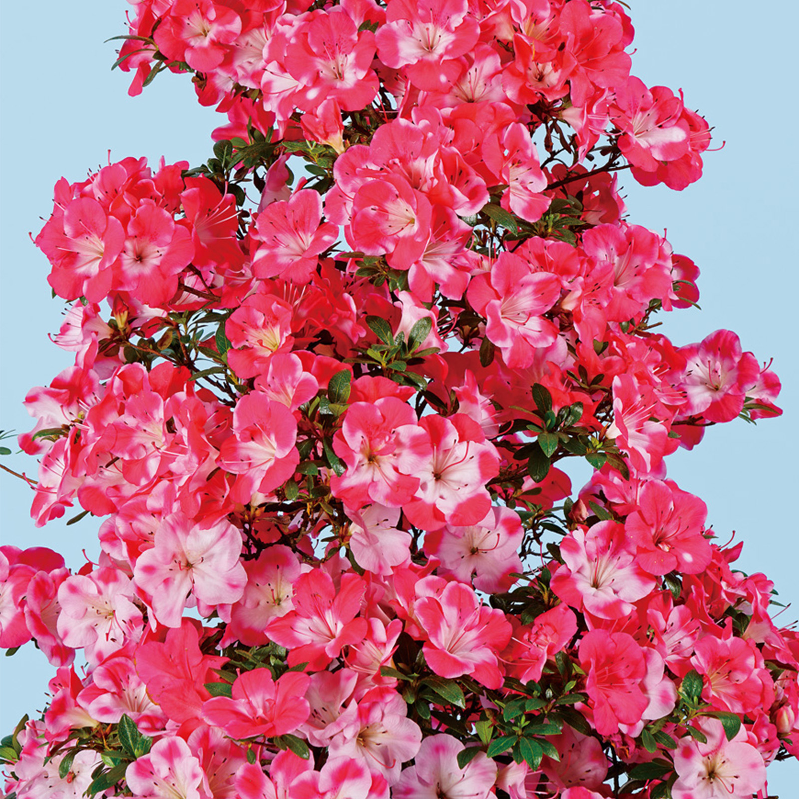 さつき花辞典：祝星 ｜ さつき盆栽春夏秋冬