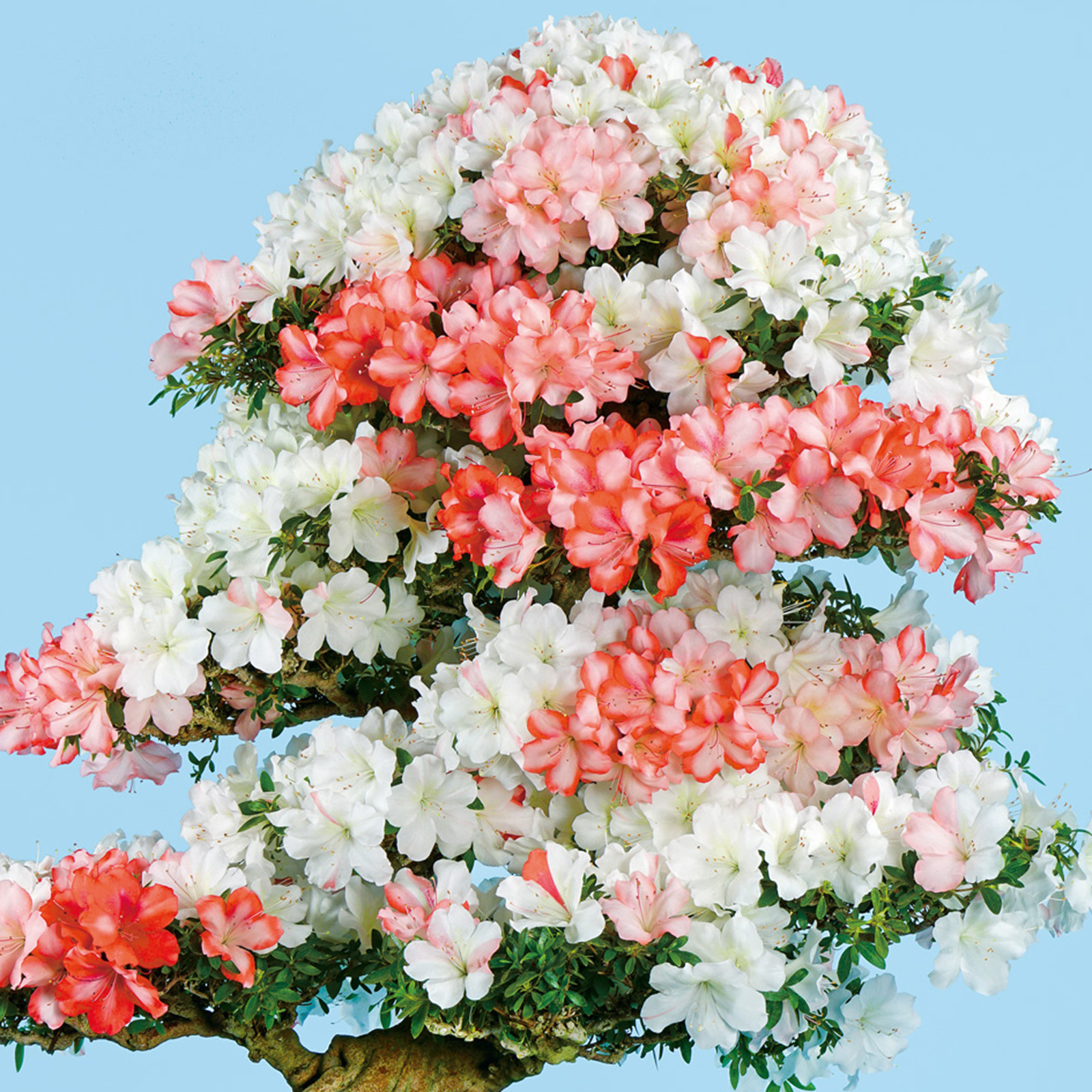 さつき花辞典：浮雲の月 ｜ さつき盆栽春夏秋冬