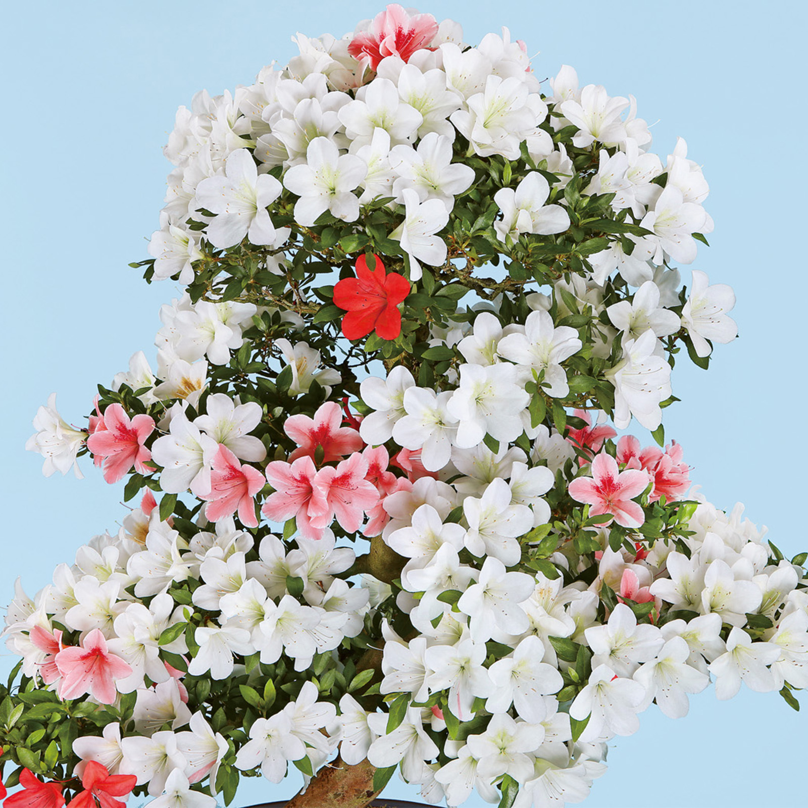 さつき花辞典：栄華の誉 ｜ さつき盆栽春夏秋冬