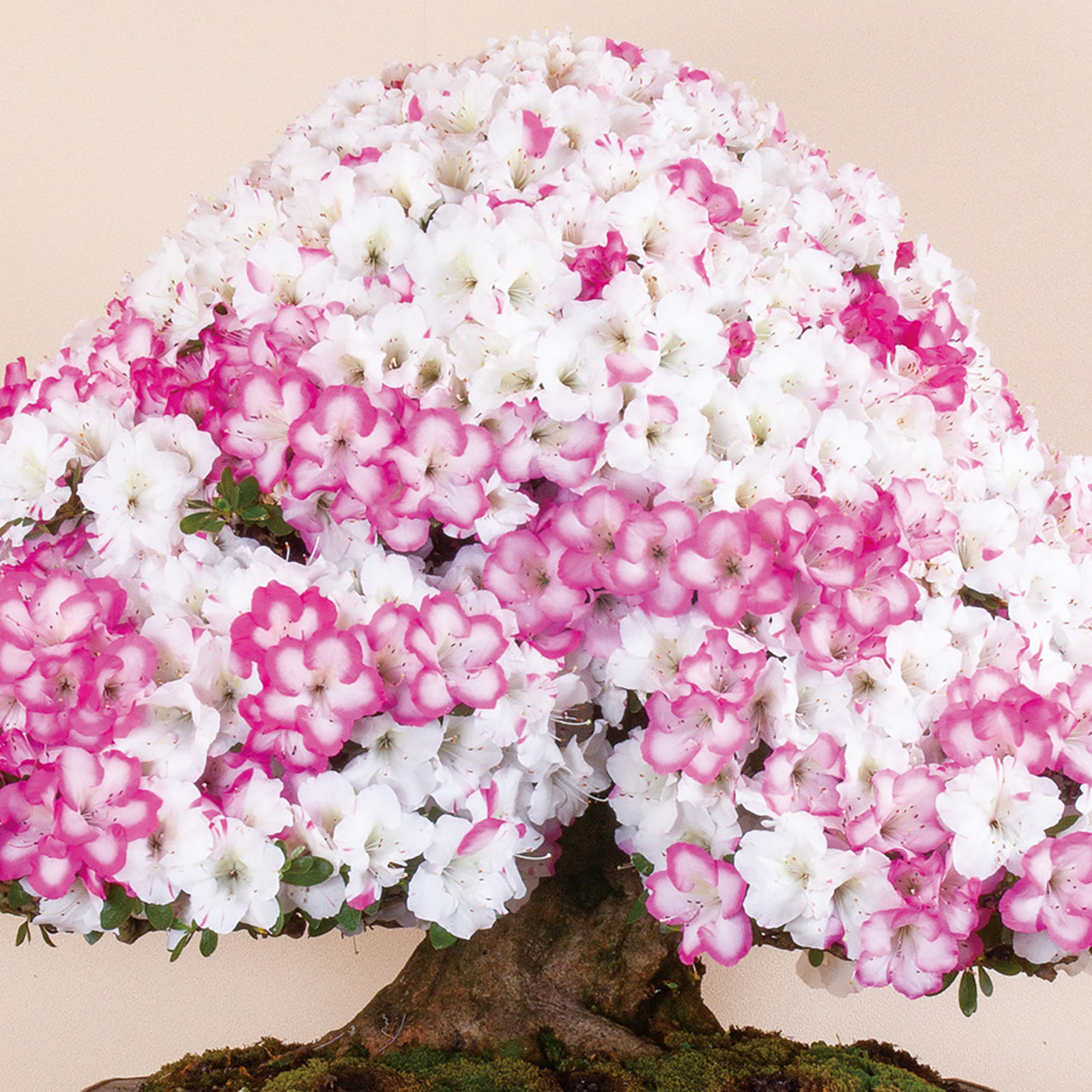 さつき花辞典：花月 ｜ さつき盆栽春夏秋冬