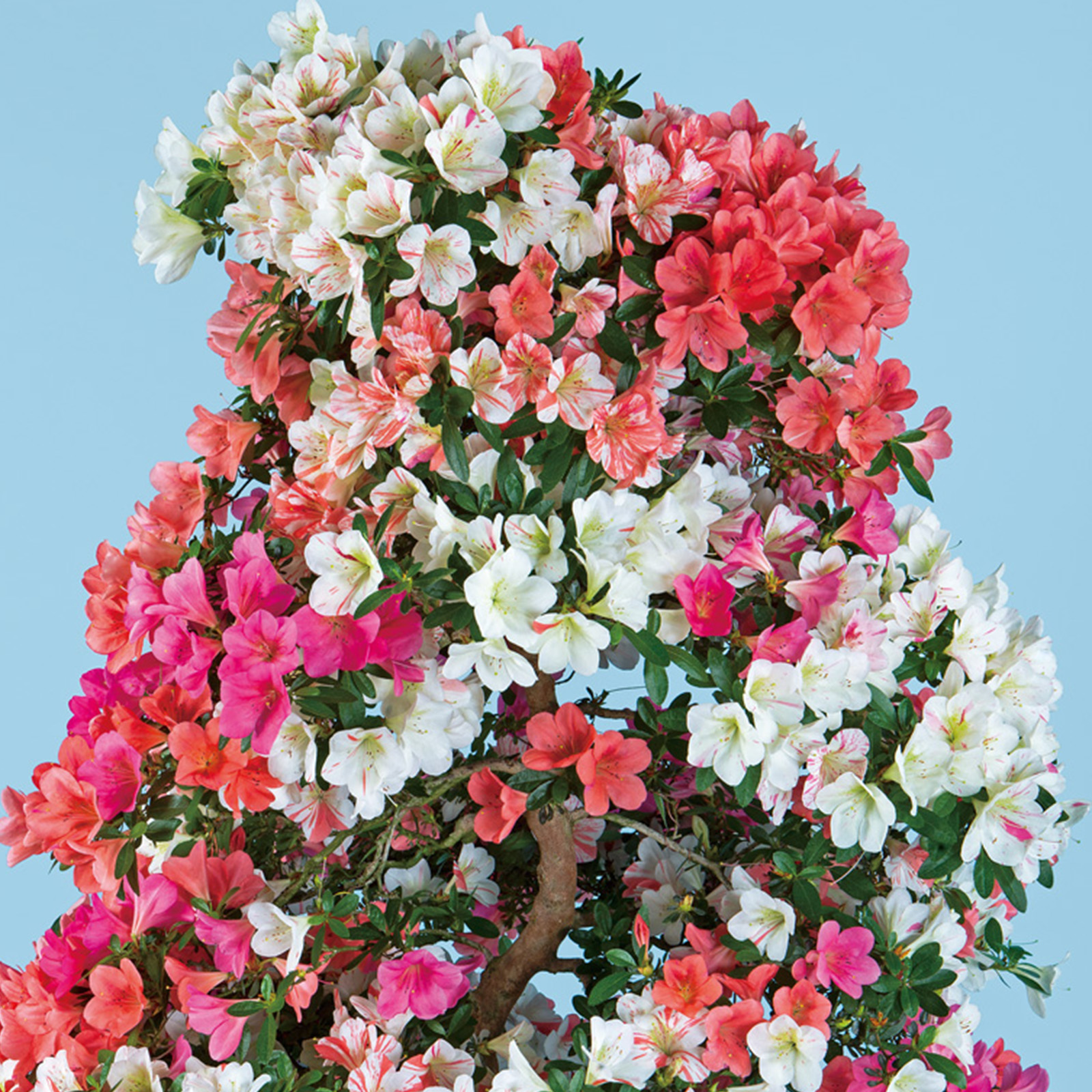 炎花 coreop-ge5.jpg