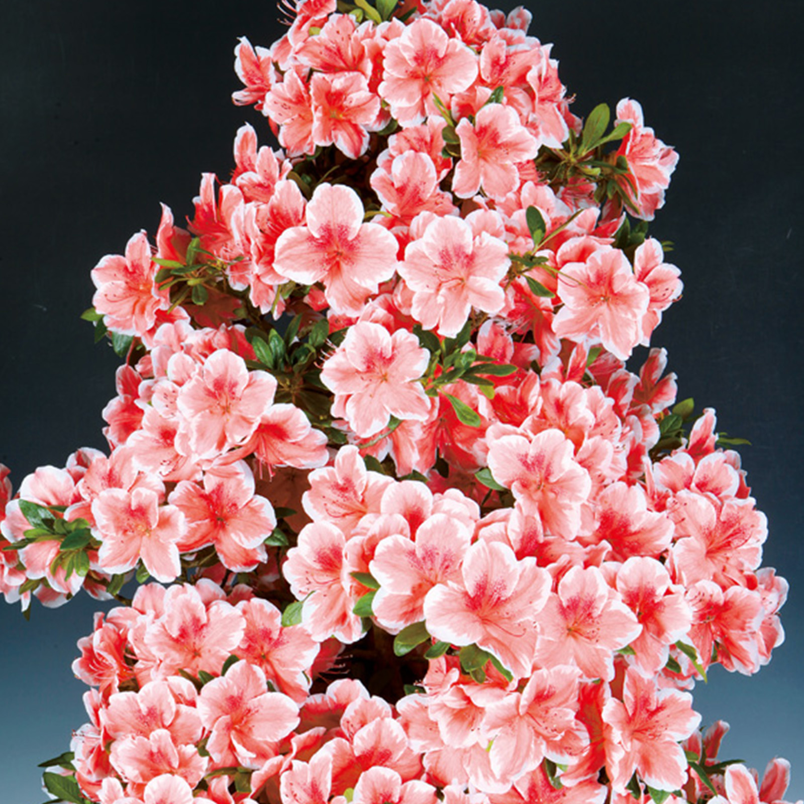 さつき花辞典：笠の雪 ｜ さつき盆栽春夏秋冬