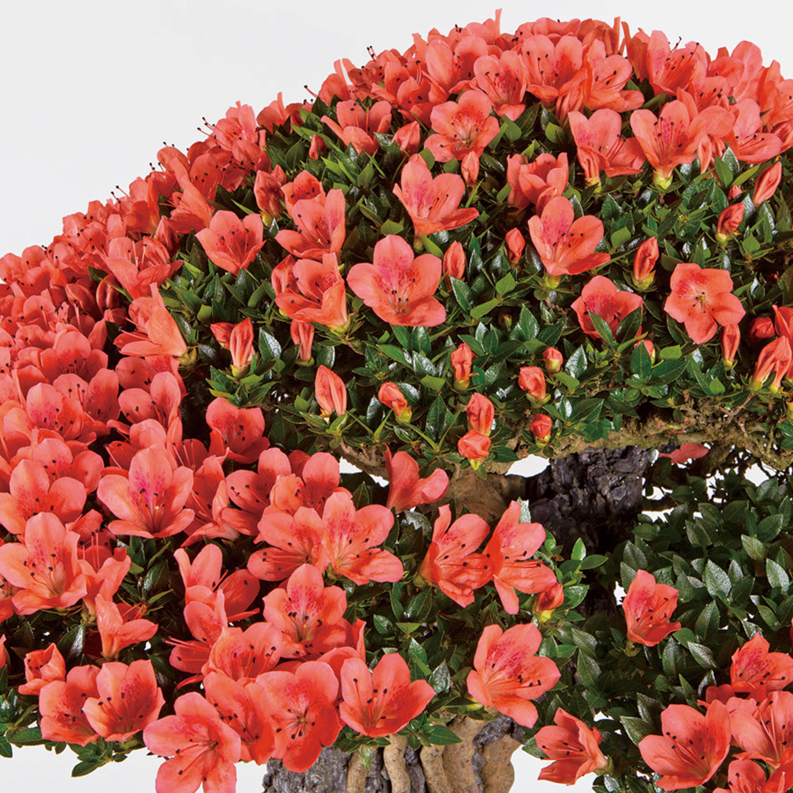 さつき花辞典：鹿山 ｜ さつき盆栽春夏秋冬