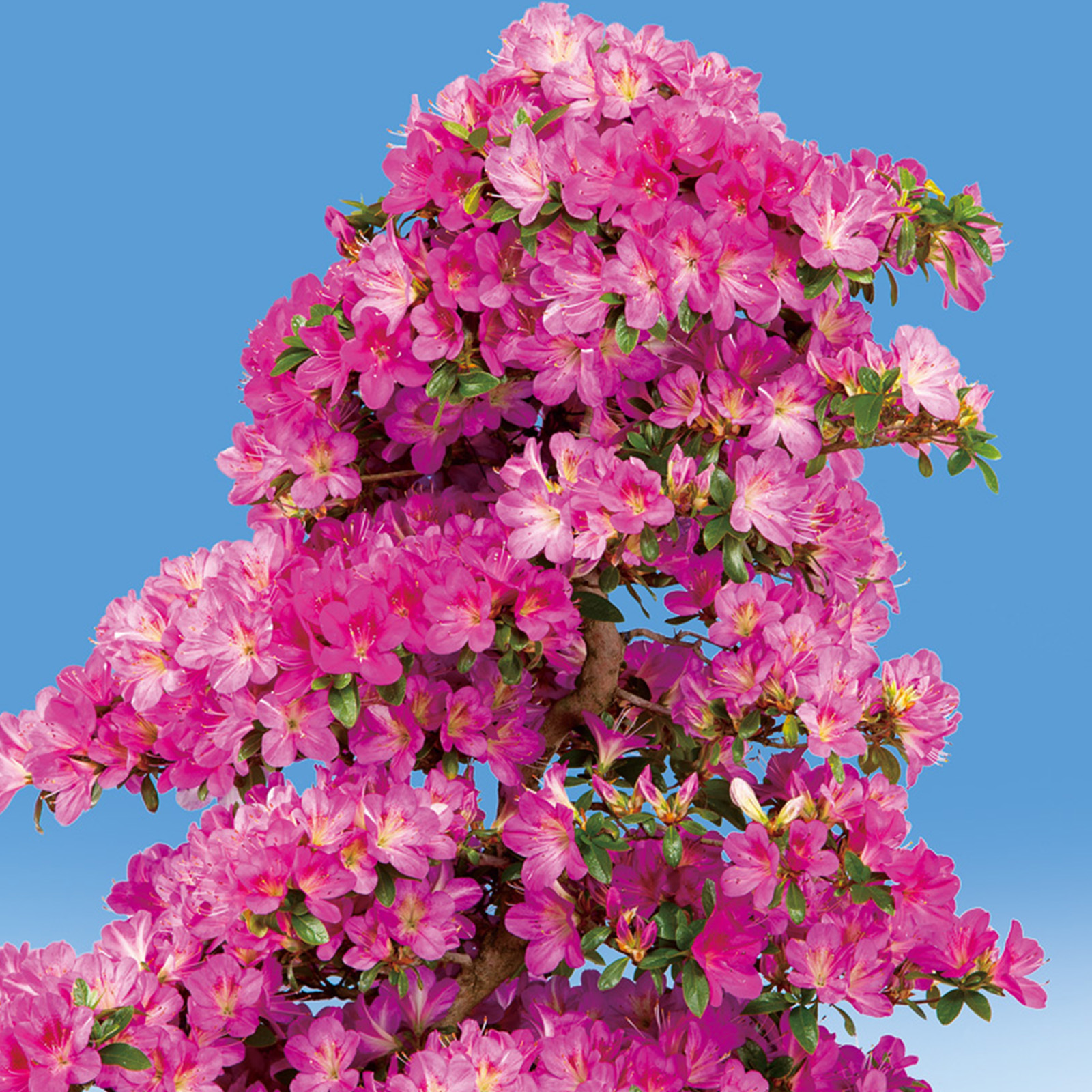 さつき  約50cm 楽天市場】庭木：サツキ（さつき・大盃）* 大株！皐月 : 遊恵盆栽 楽天