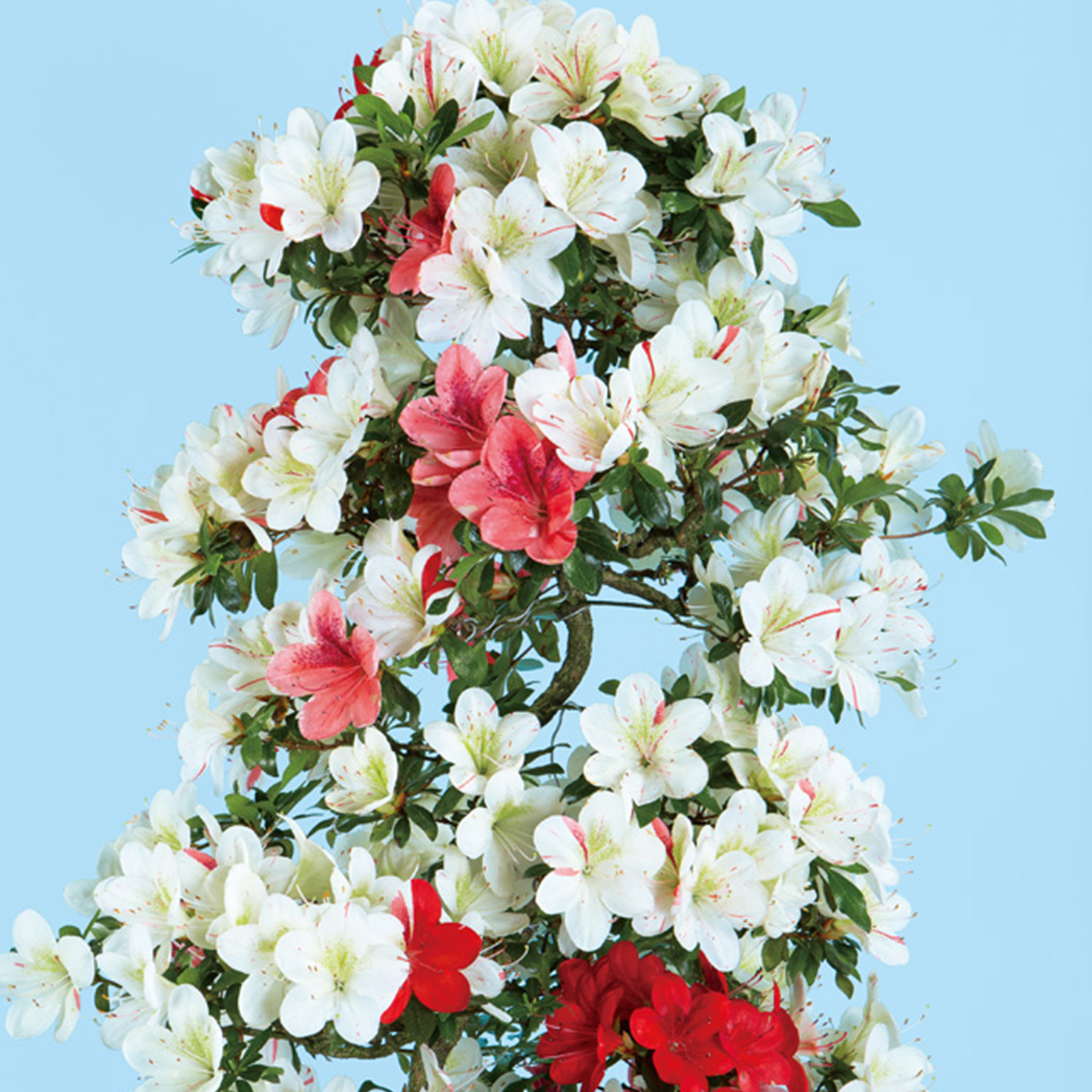 月が注ぐ花 きっしょうてん_吉祥天.jpg
