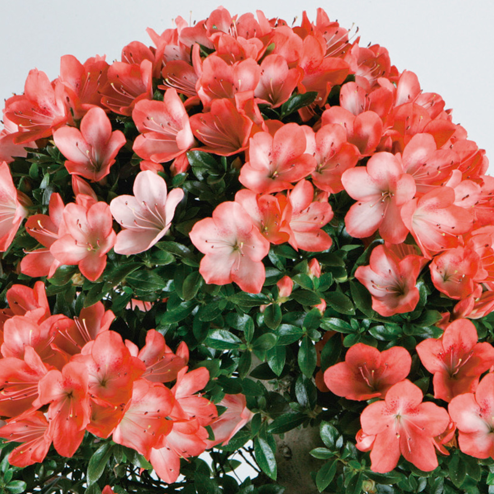 秋田五銘花】皐月 