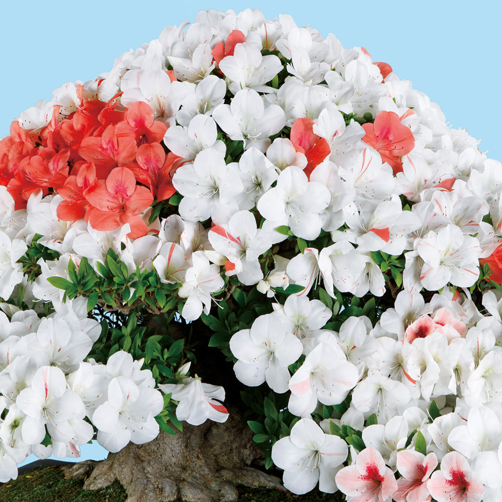 さつき花辞典：光華 ｜ さつき盆栽春夏秋冬