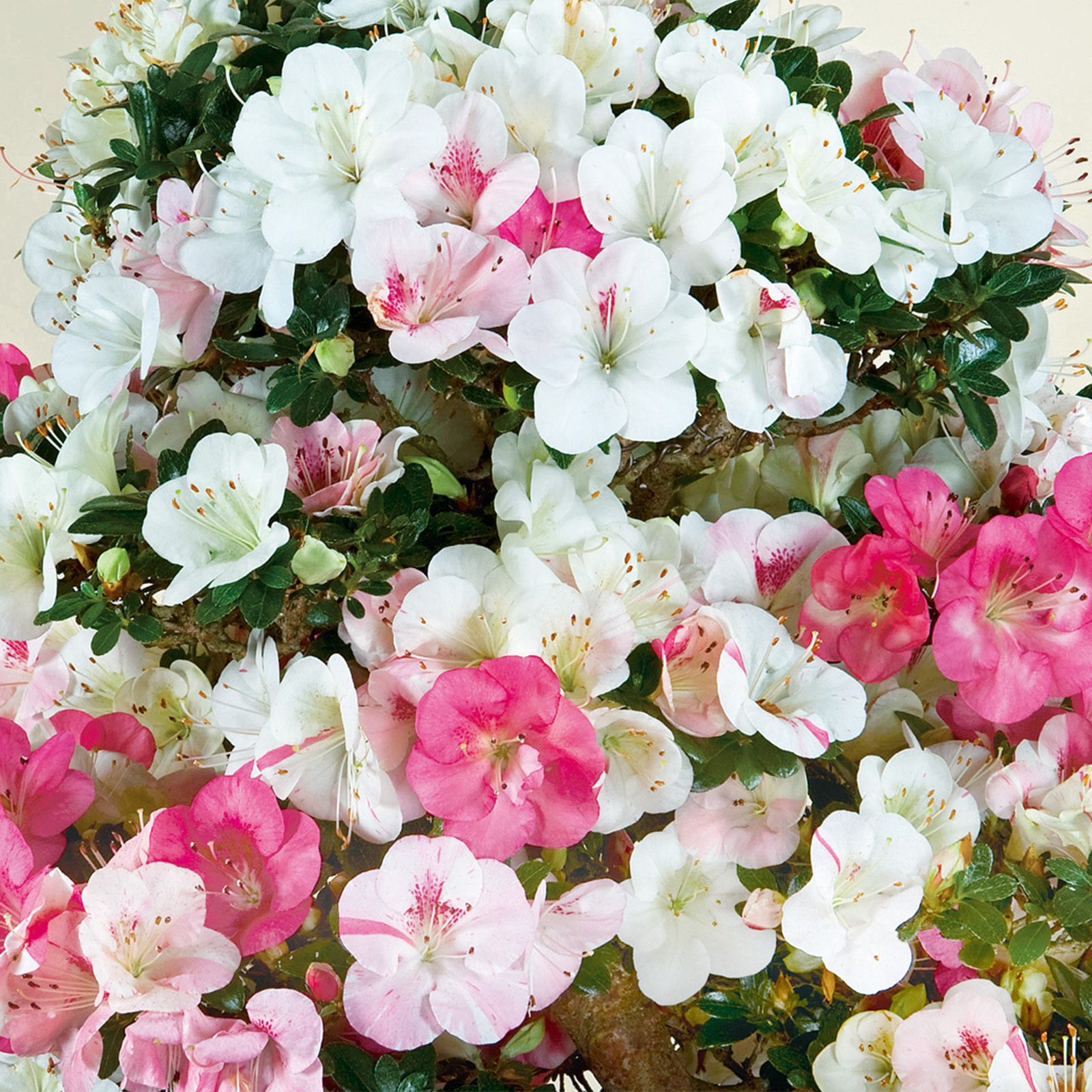 さつき花辞典：紅梅錦 ｜ さつき盆栽春夏秋冬
