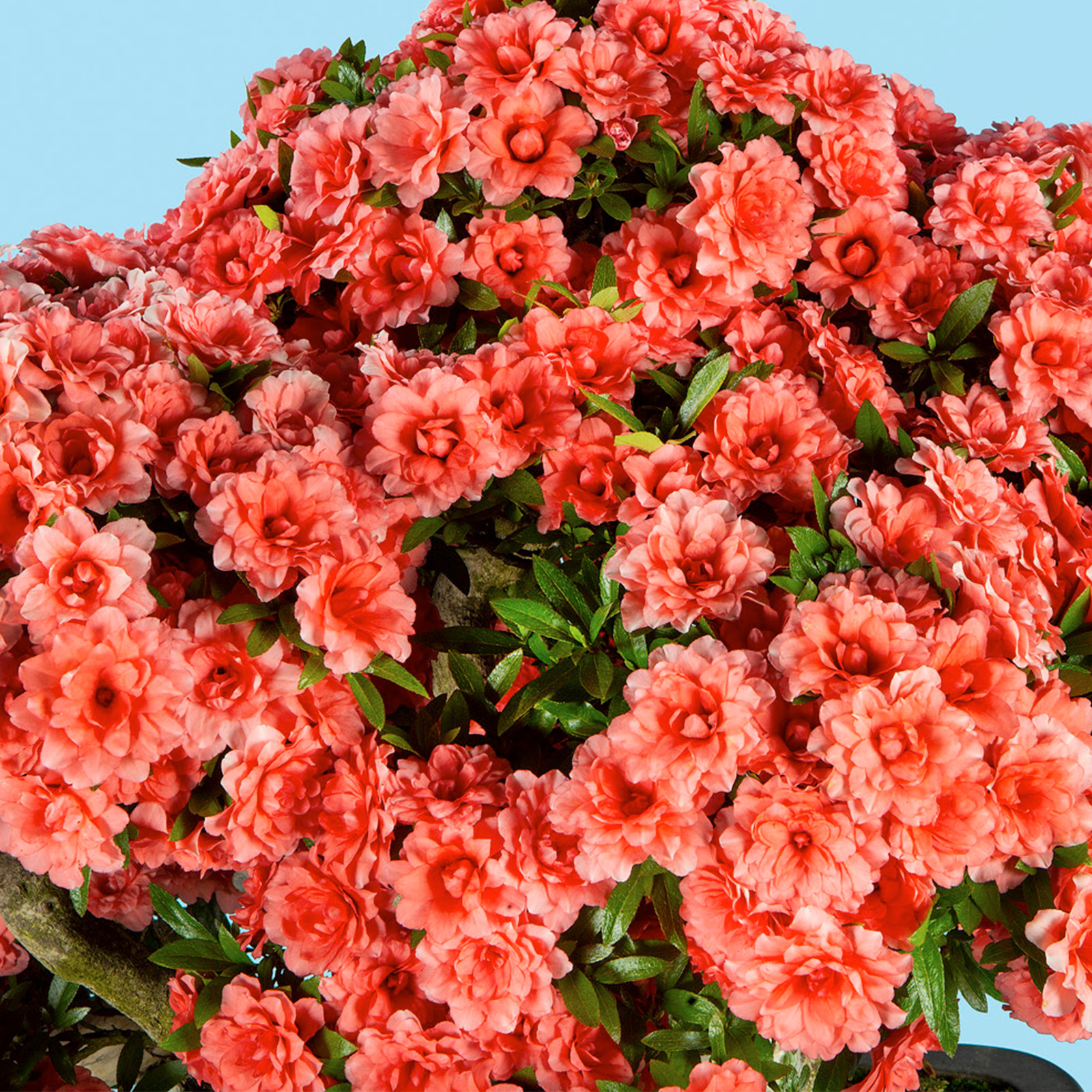 さつき花辞典：紅万重 ｜ さつき盆栽春夏秋冬