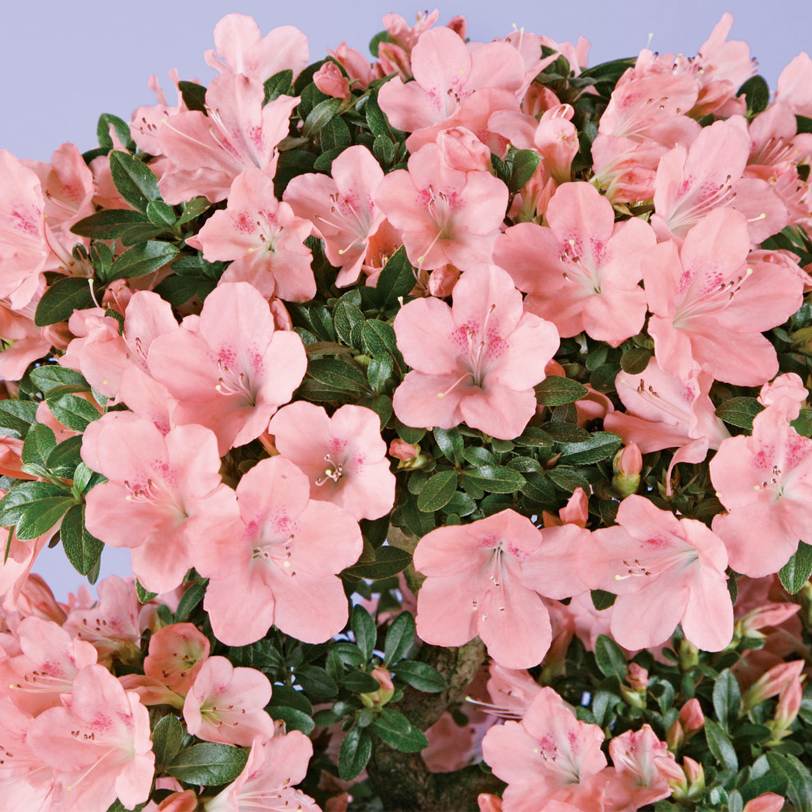 さつき花辞典：国光 ｜ さつき盆栽春夏秋冬