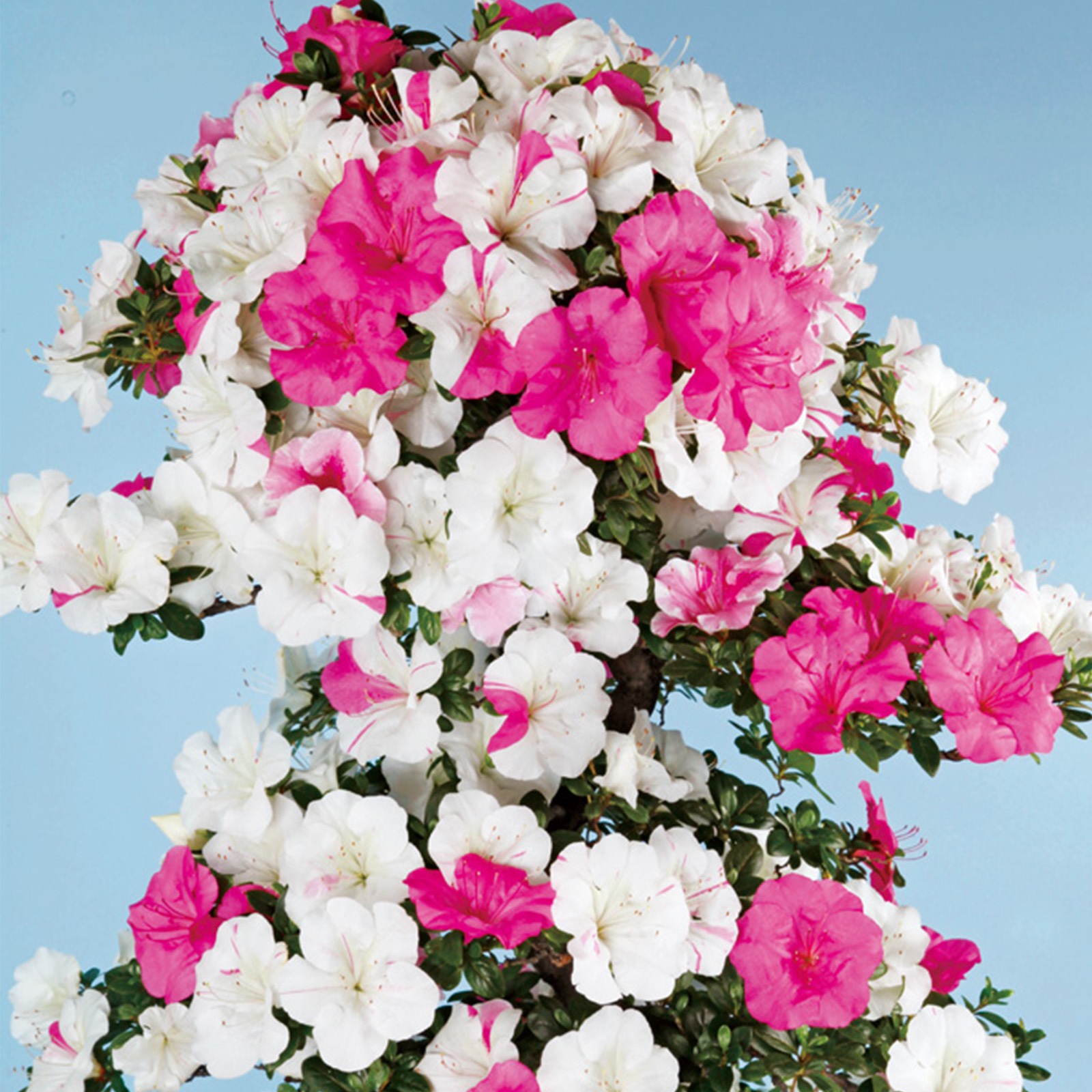 さつき花辞典：小町笑 ｜ さつき盆栽春夏秋冬