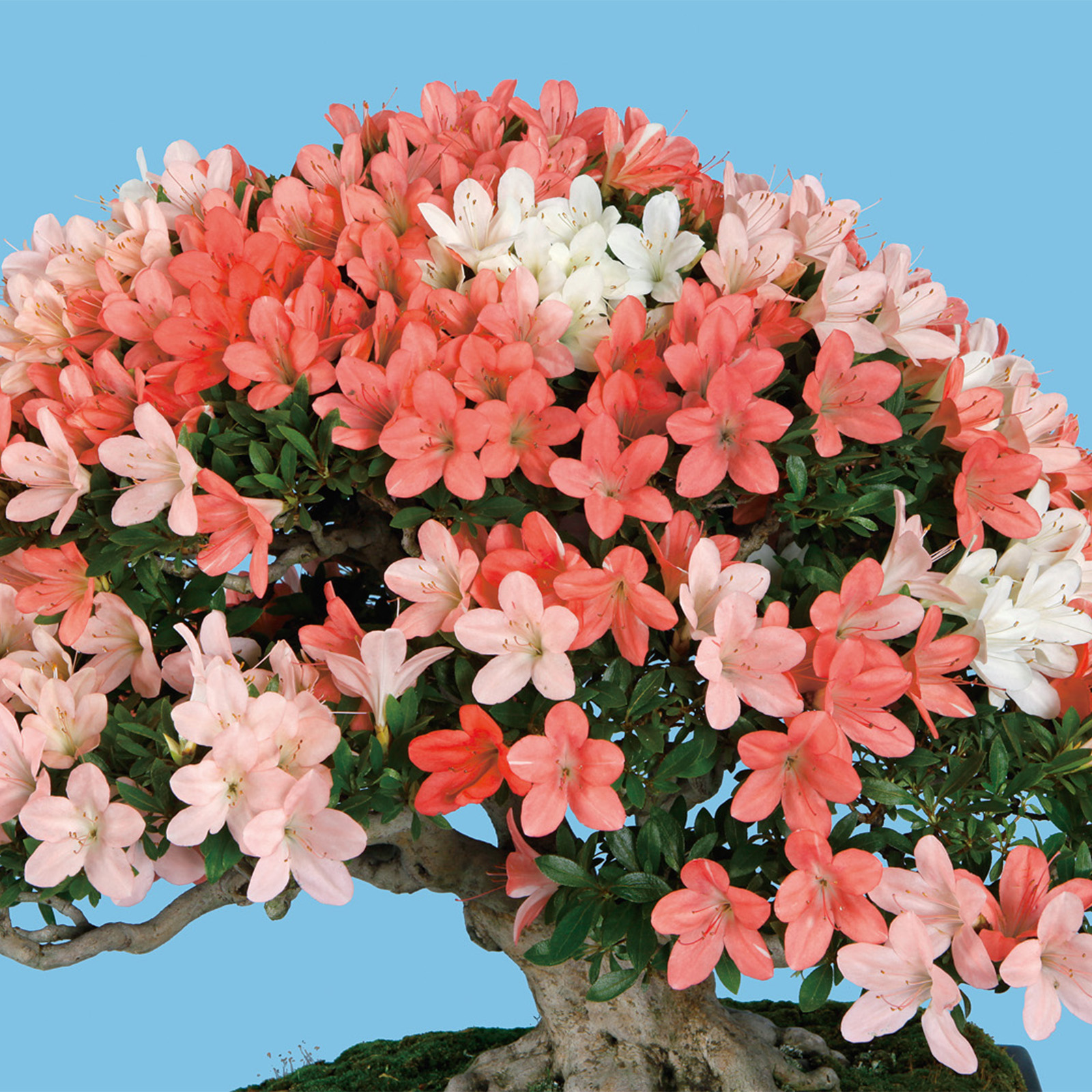 さつき花辞典：五光 ｜ さつき盆栽春夏秋冬