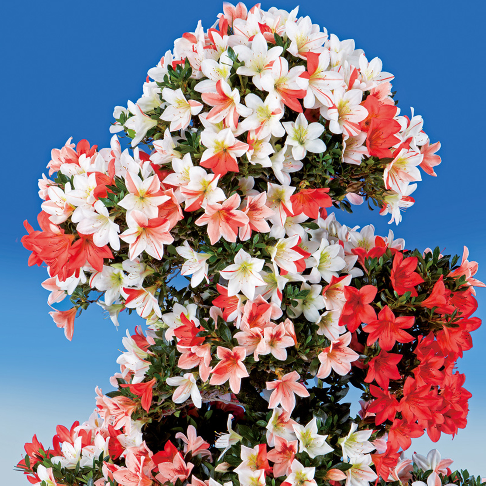 さつき花辞典：彩春 ｜ さつき盆栽春夏秋冬