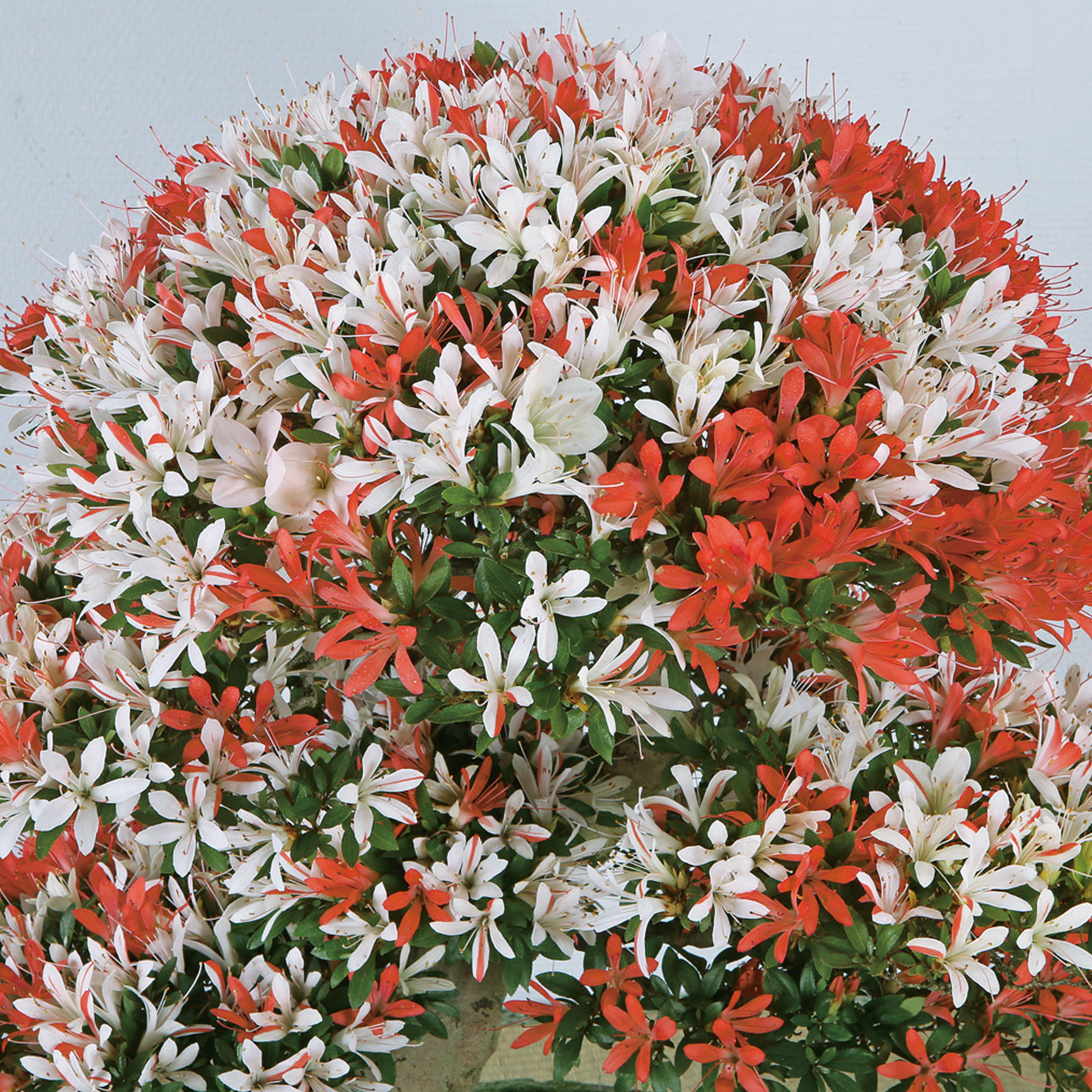 さつき花辞典：幸の司 ｜ さつき盆栽春夏秋冬