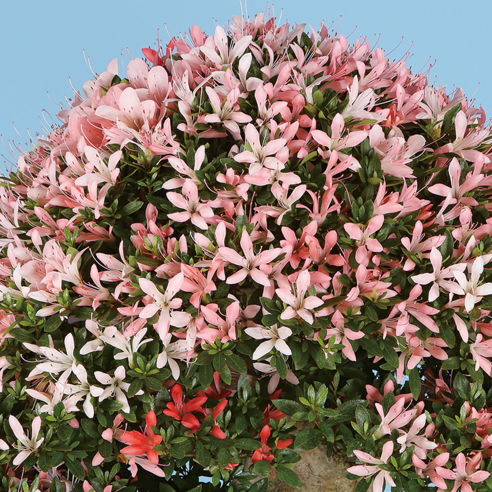 さつき さつき花辞典：幸の華 ｜ さつき盆栽春夏秋冬