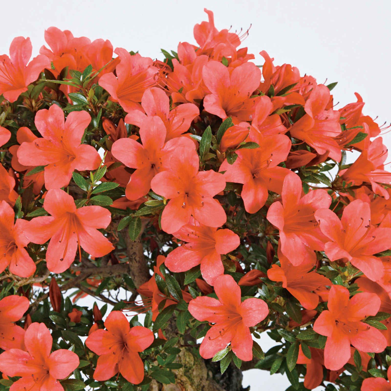 さつき花辞典：薩摩紅 ｜ さつき盆栽春夏秋冬