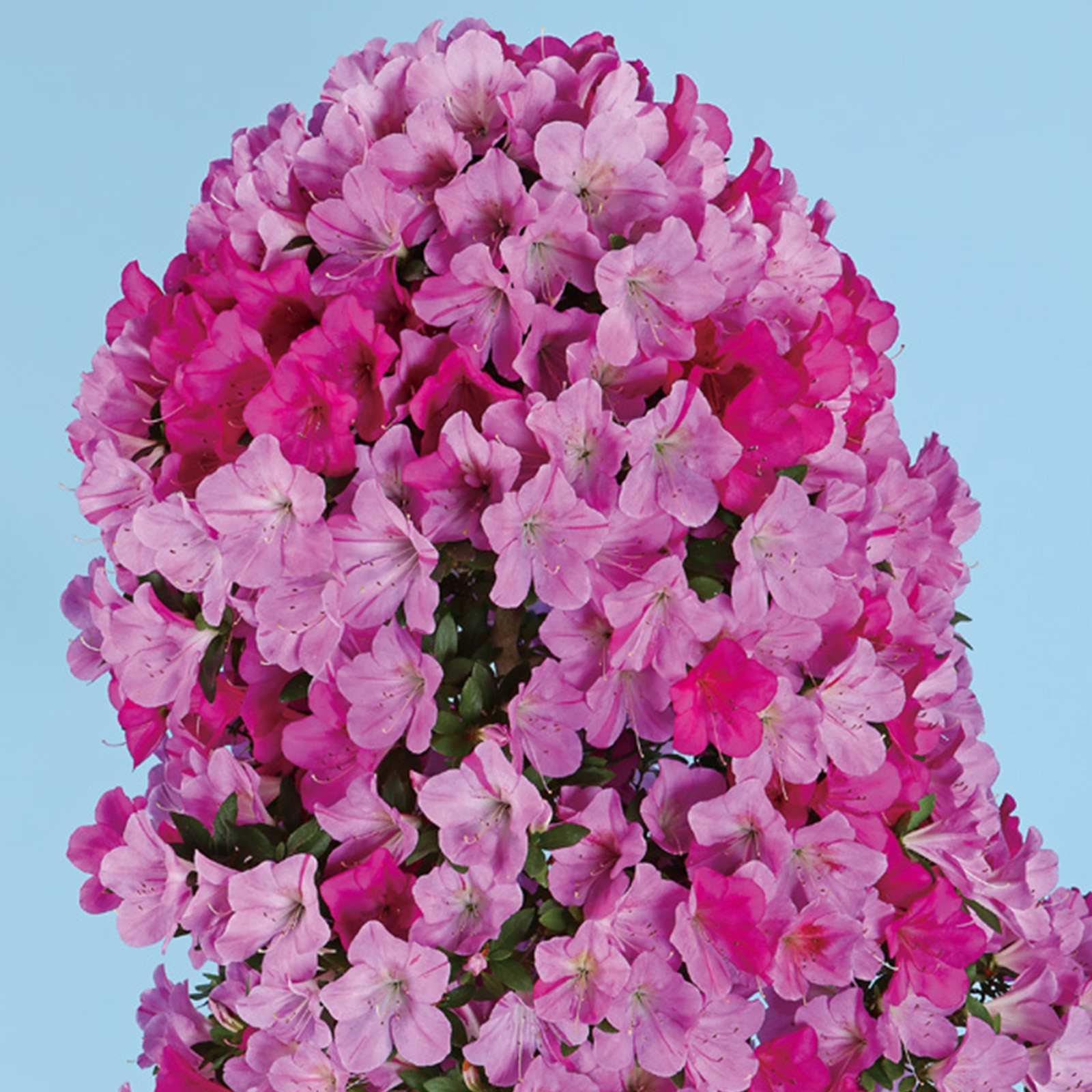 さつき花辞典：紫苑 ｜ さつき盆栽春夏秋冬