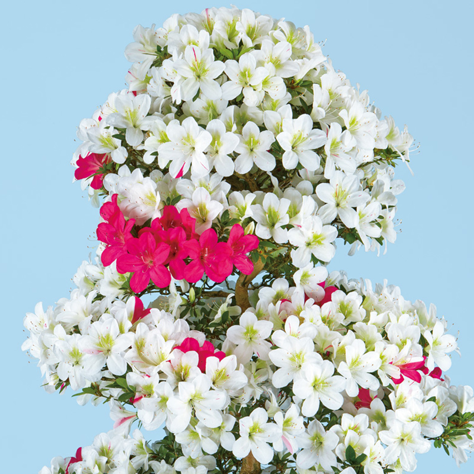 さつき花辞典：紫輝彩 ｜ さつき盆栽春夏秋冬