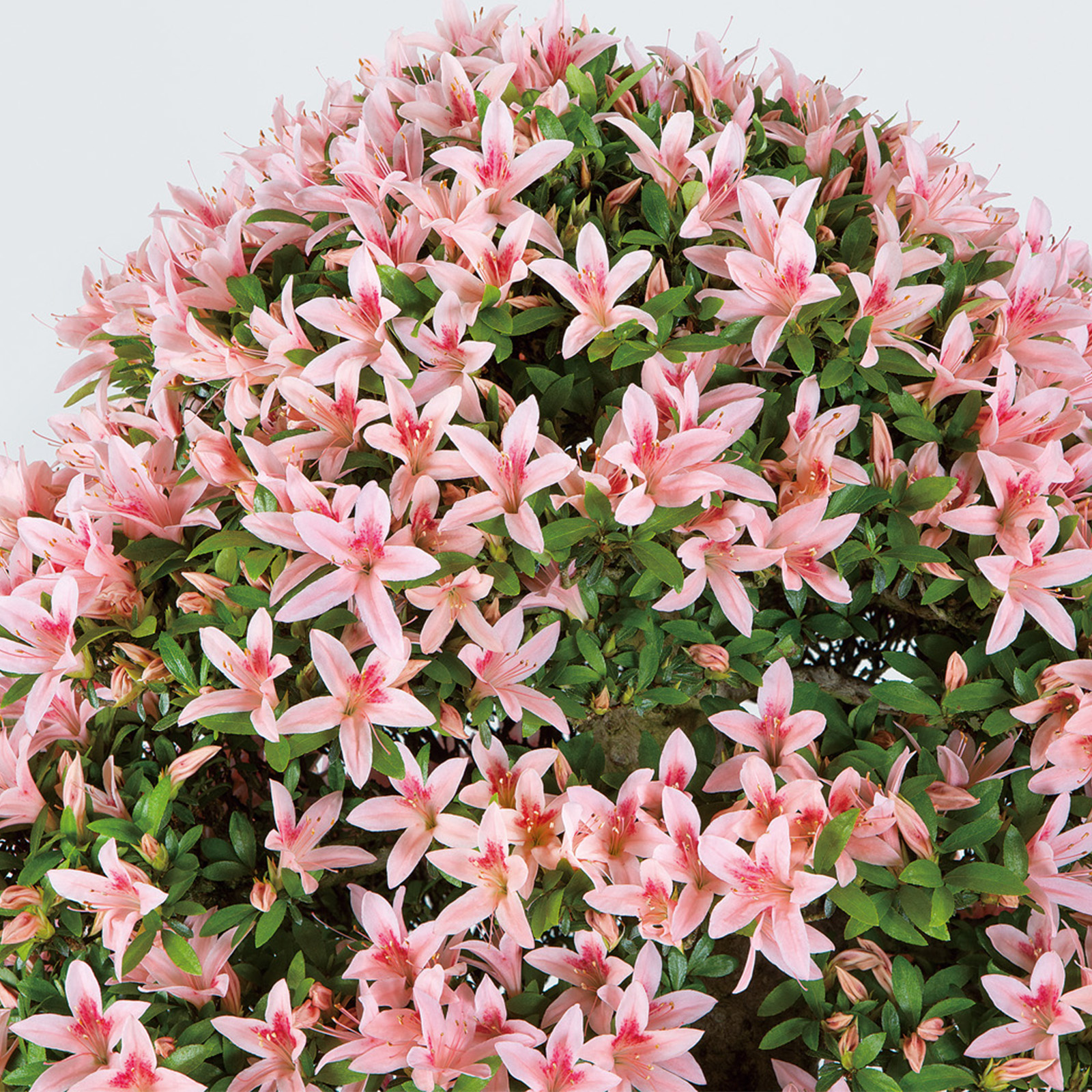 さつき花辞典：秀峰の光 ｜ さつき盆栽春夏秋冬