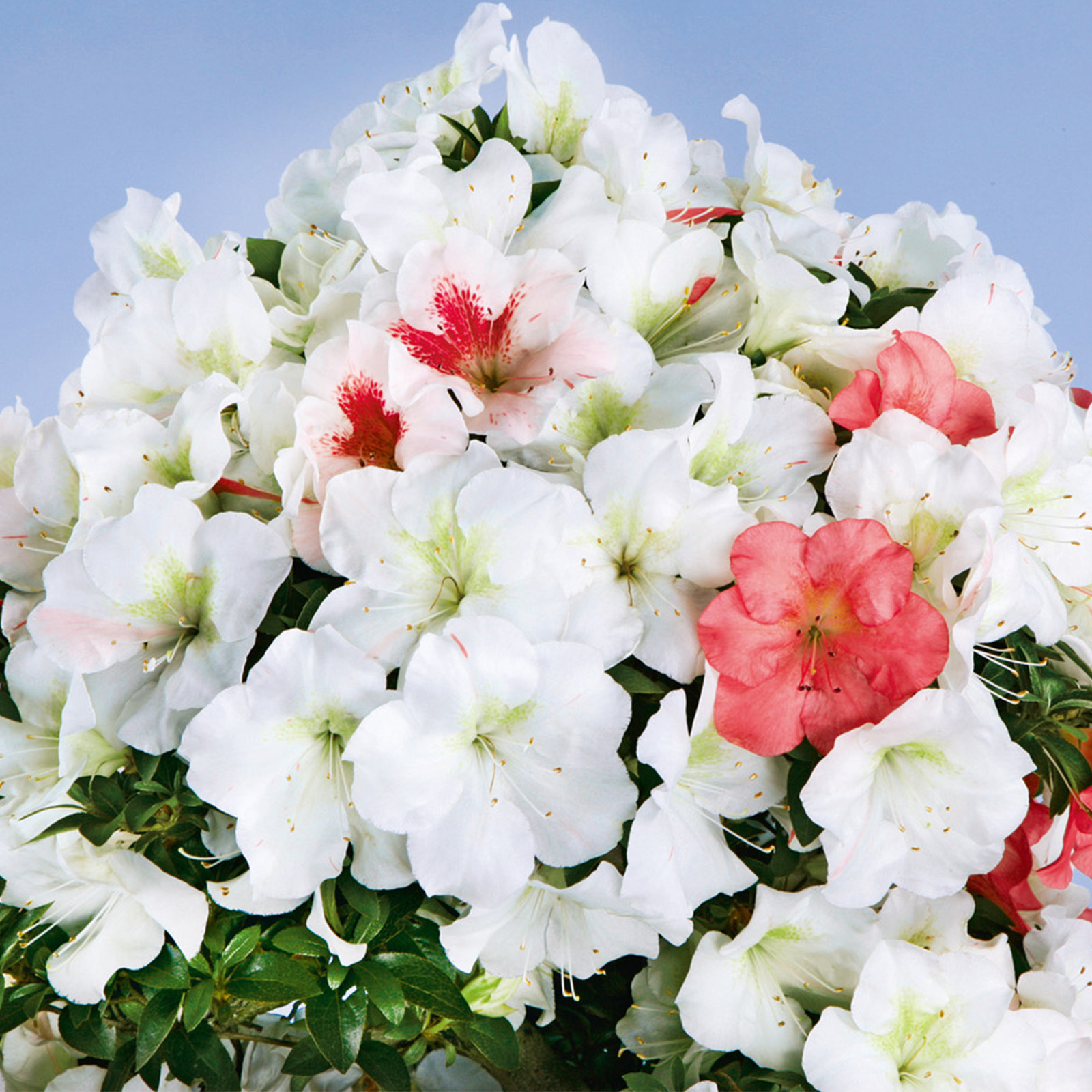 さつき花辞典：新紀元 ｜ さつき盆栽春夏秋冬