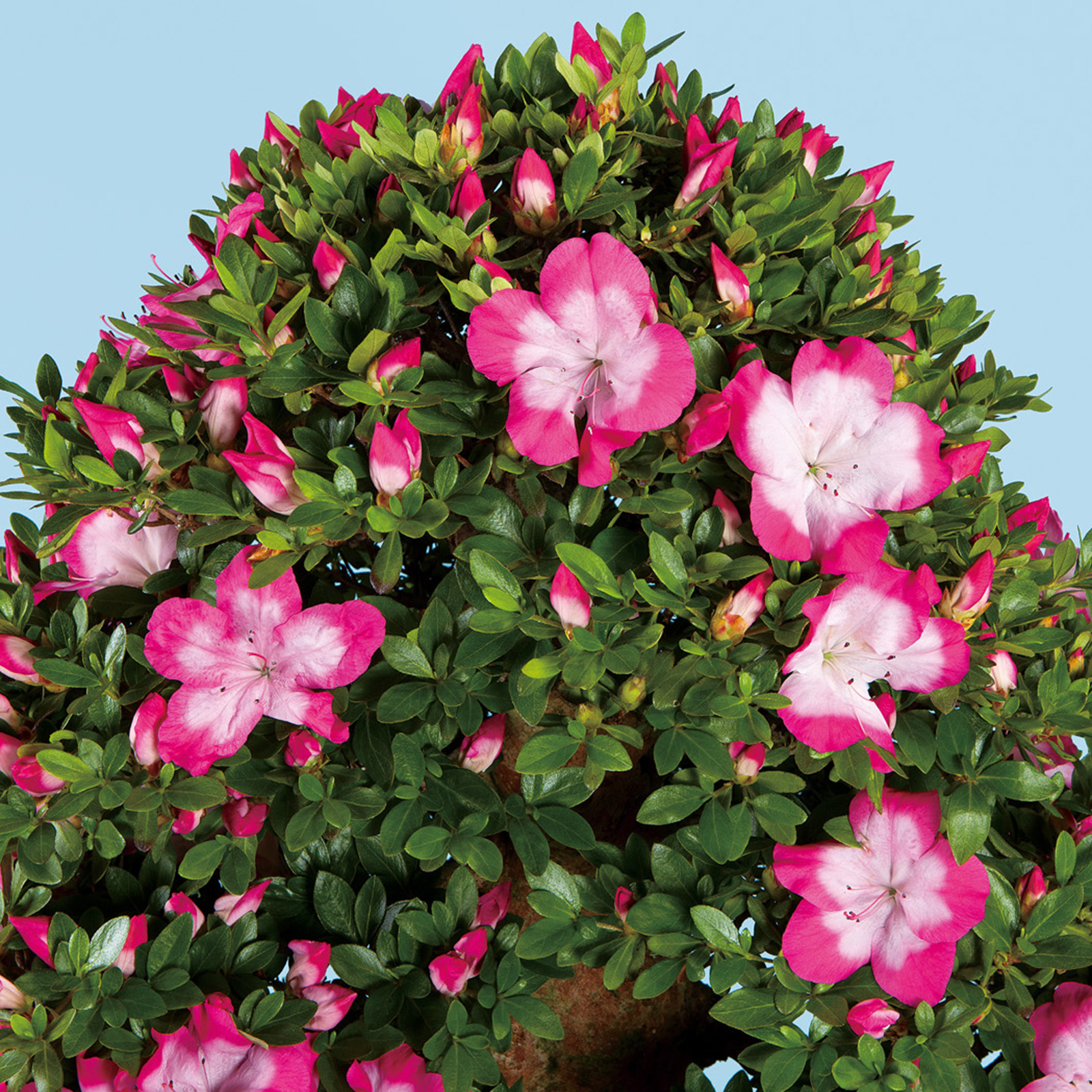 さつき　霜の月 しんにょのつき_真如の月.jpg