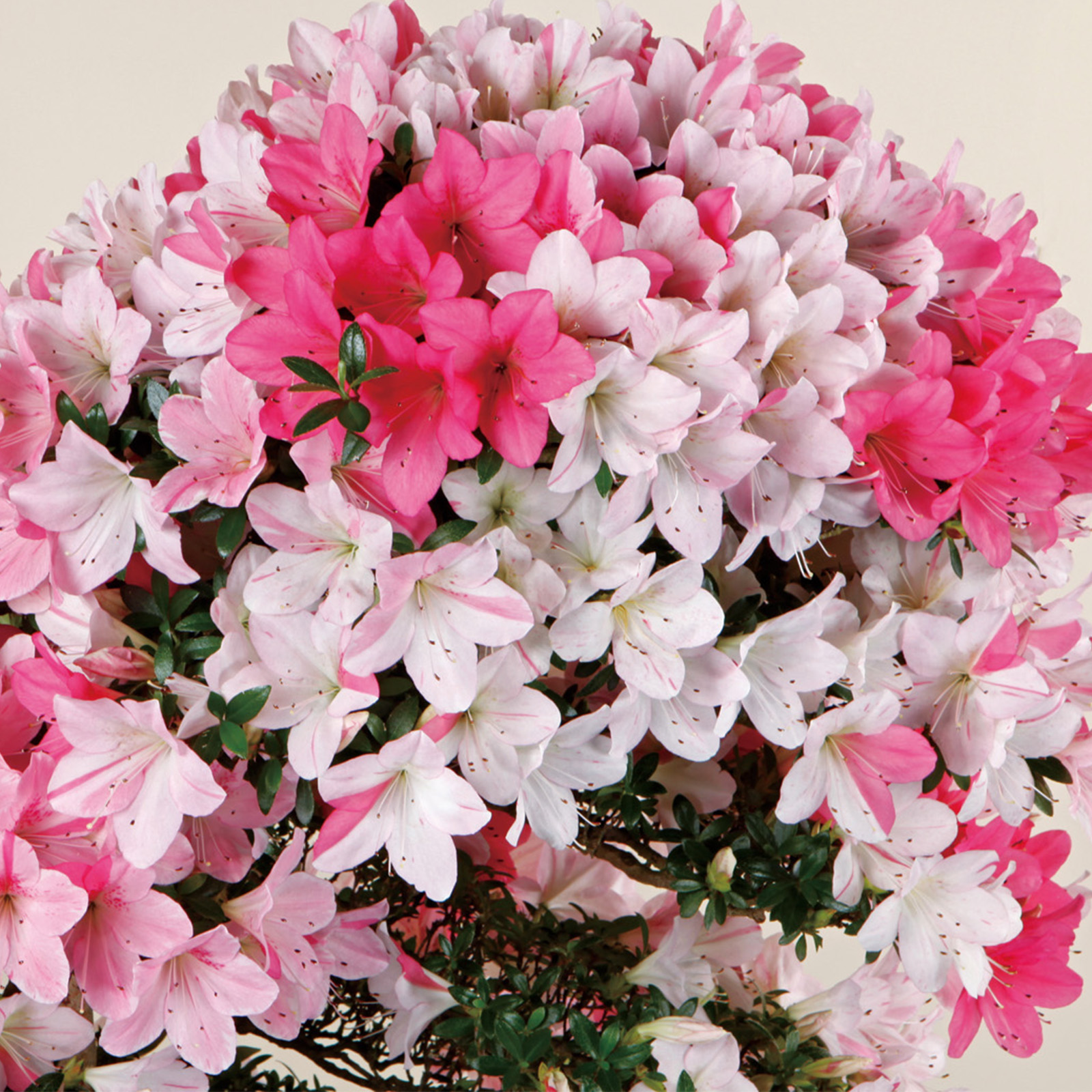 皐月 煌陽 ※花終わり 樹高32cm 中品盆栽 盆養木 花物 綺麗な花 皐月 煌陽 花終わり 樹高32cm 中品盆栽 盆養木 花物 綺麗な花