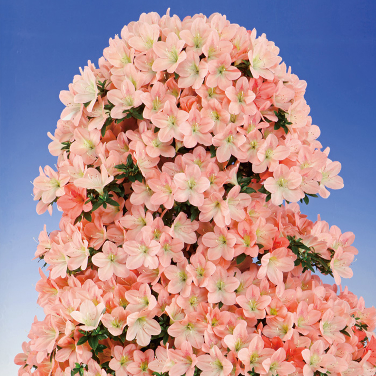 花かんむり 35e0c4e3c7d8406442c1e86913baae
