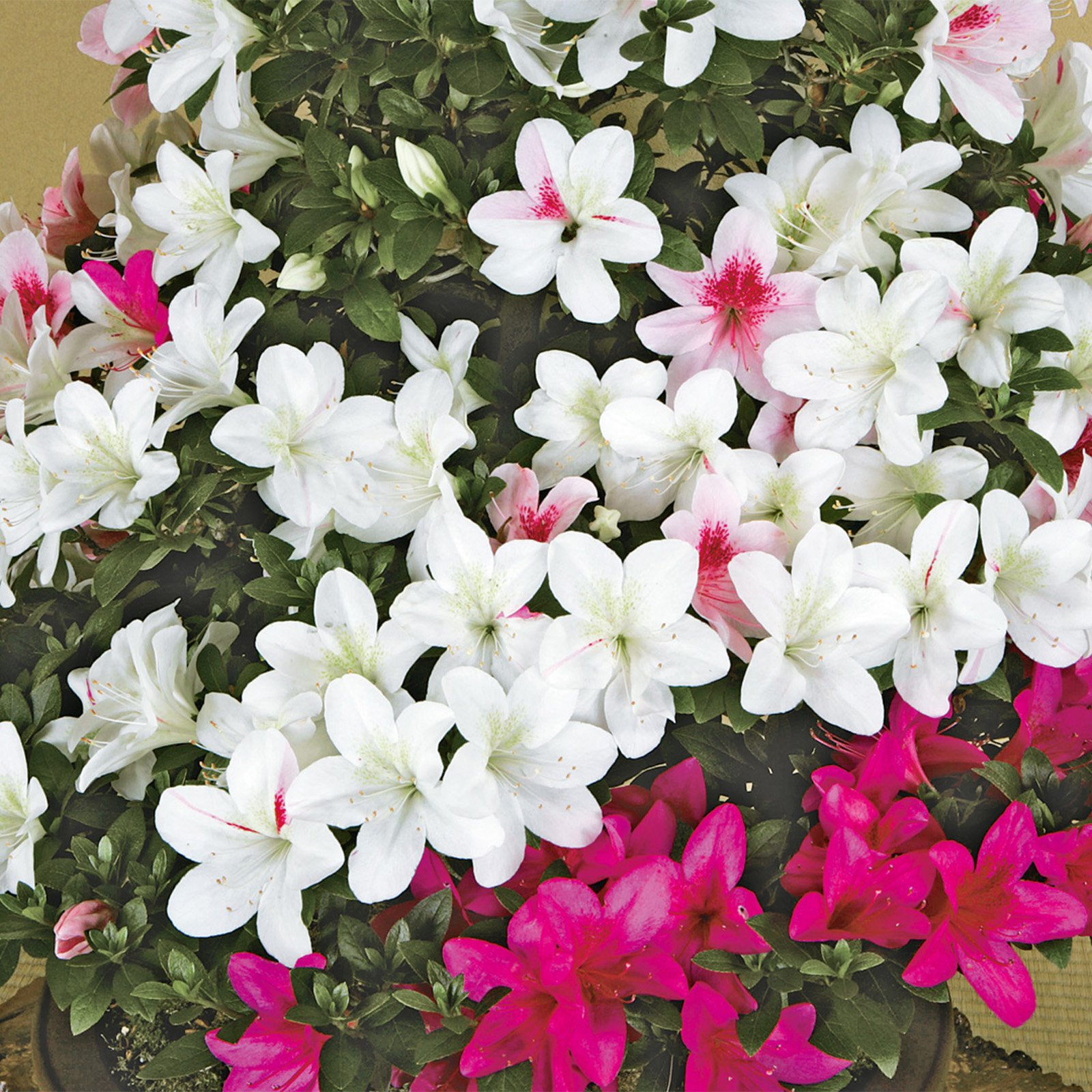 さつき花辞典：翠光 ｜ さつき盆栽春夏秋冬