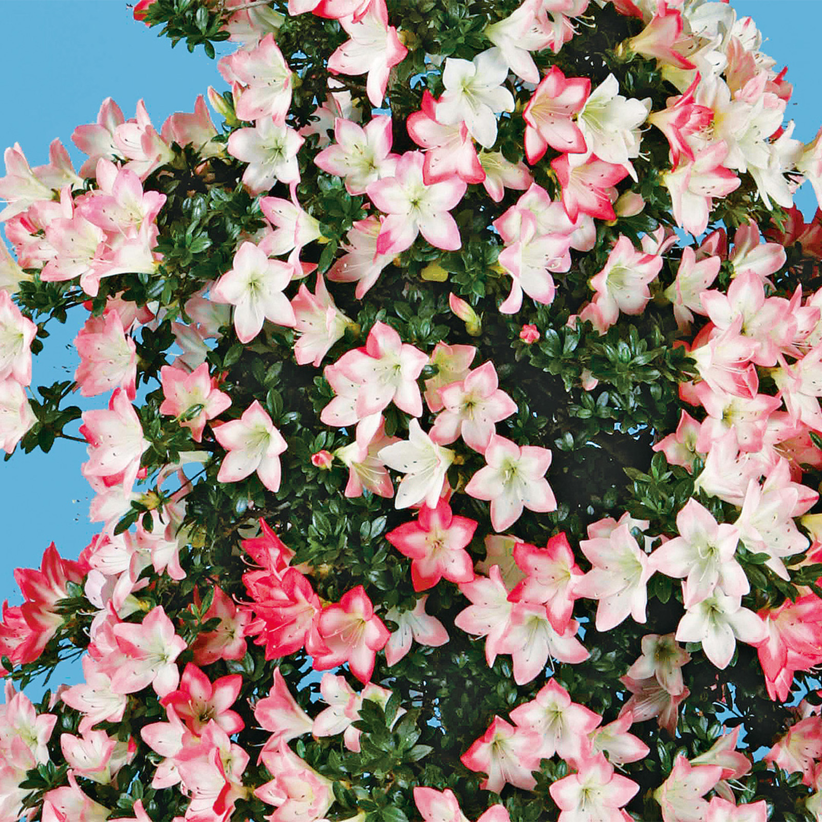 皐月さつき盆栽 【花蓮光 かれんこう】 さつき花辞典：翠蓮 ｜ さつき