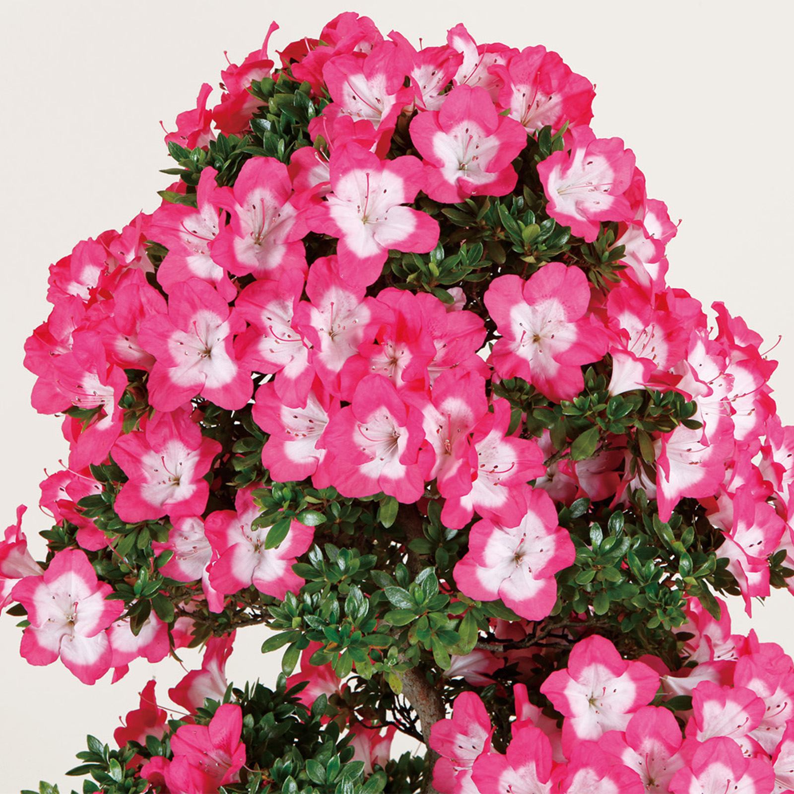 ✦鈴の誉 さつき盆栽 皐月盆栽 サツキ盆栽 盆栽 楽天市場】盆栽 皐月 鈴の誉 樹高 約22cm さつき Rhododendron indicum