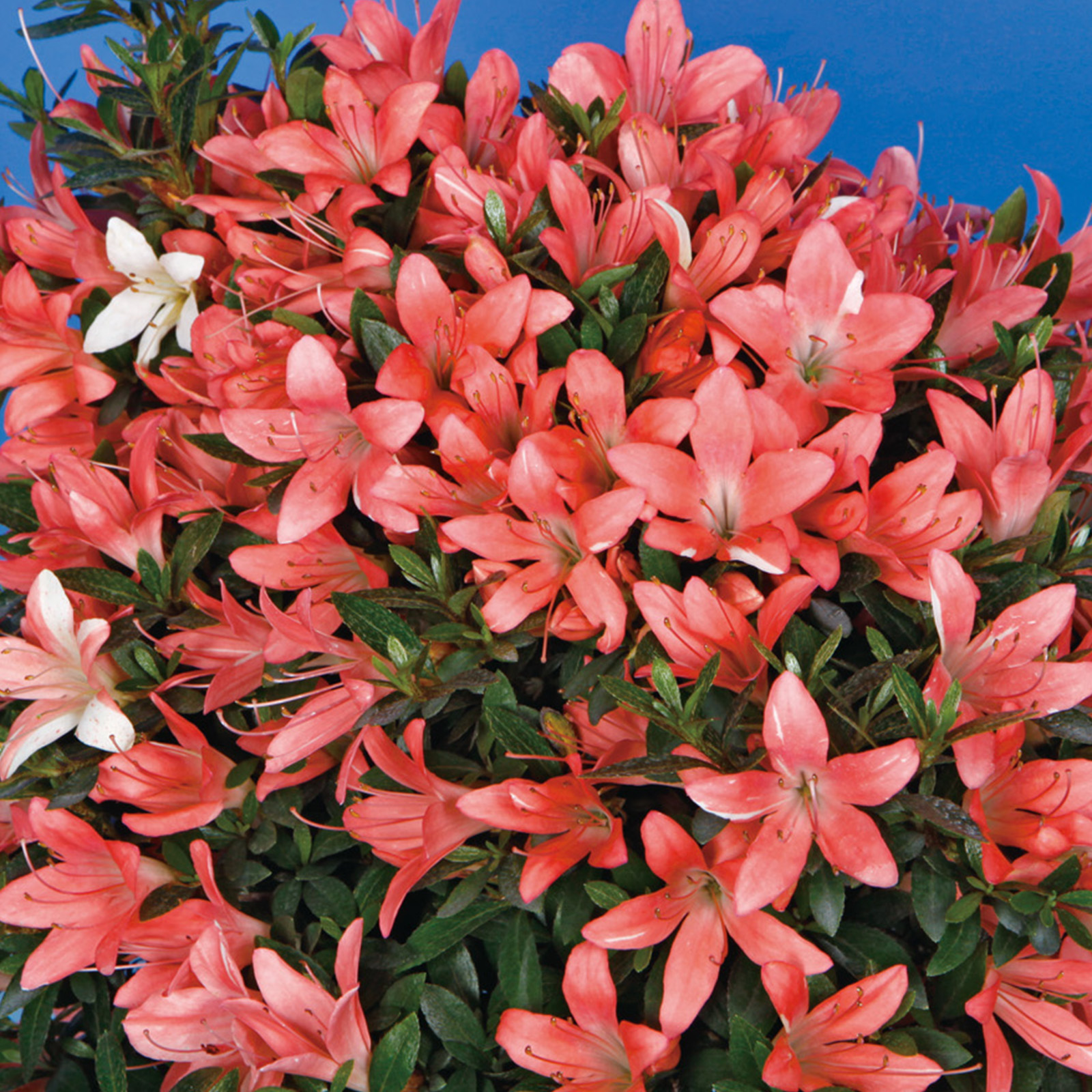 さつき花辞典：昴 ｜ さつき盆栽春夏秋冬