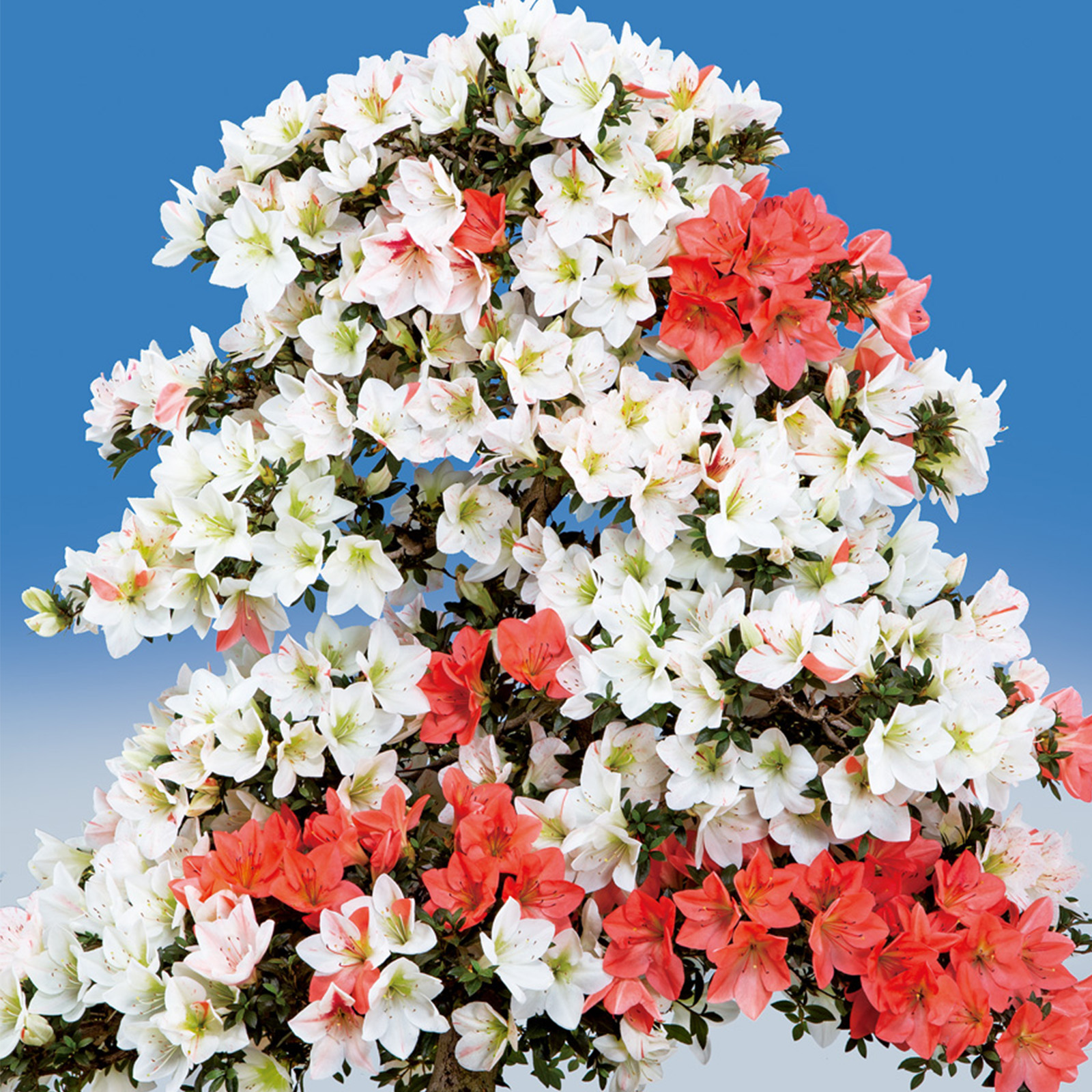 さつき花辞典：寿子王 ｜ さつき盆栽春夏秋冬